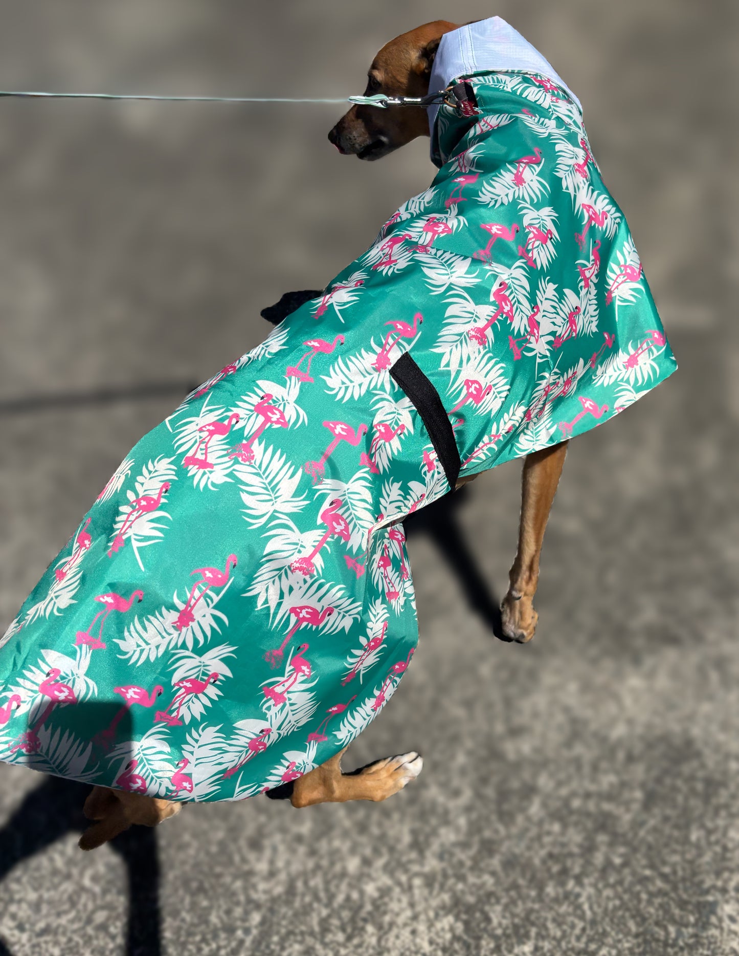 Pink flamingo Greyhound deluxe rainwear, washable ( now with leash hole)