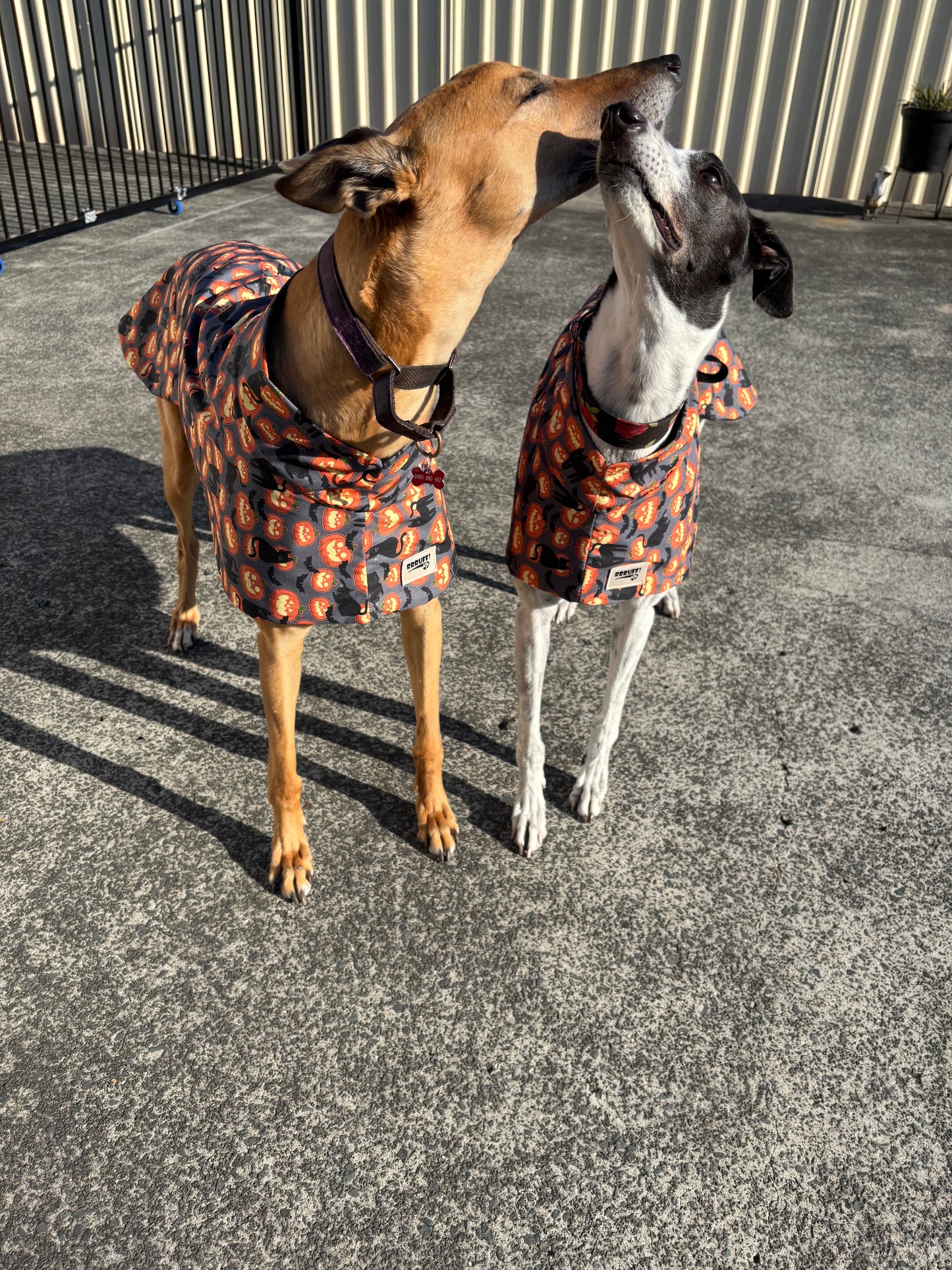 Pumpkins & black cats Halloween greyhound cotton sports