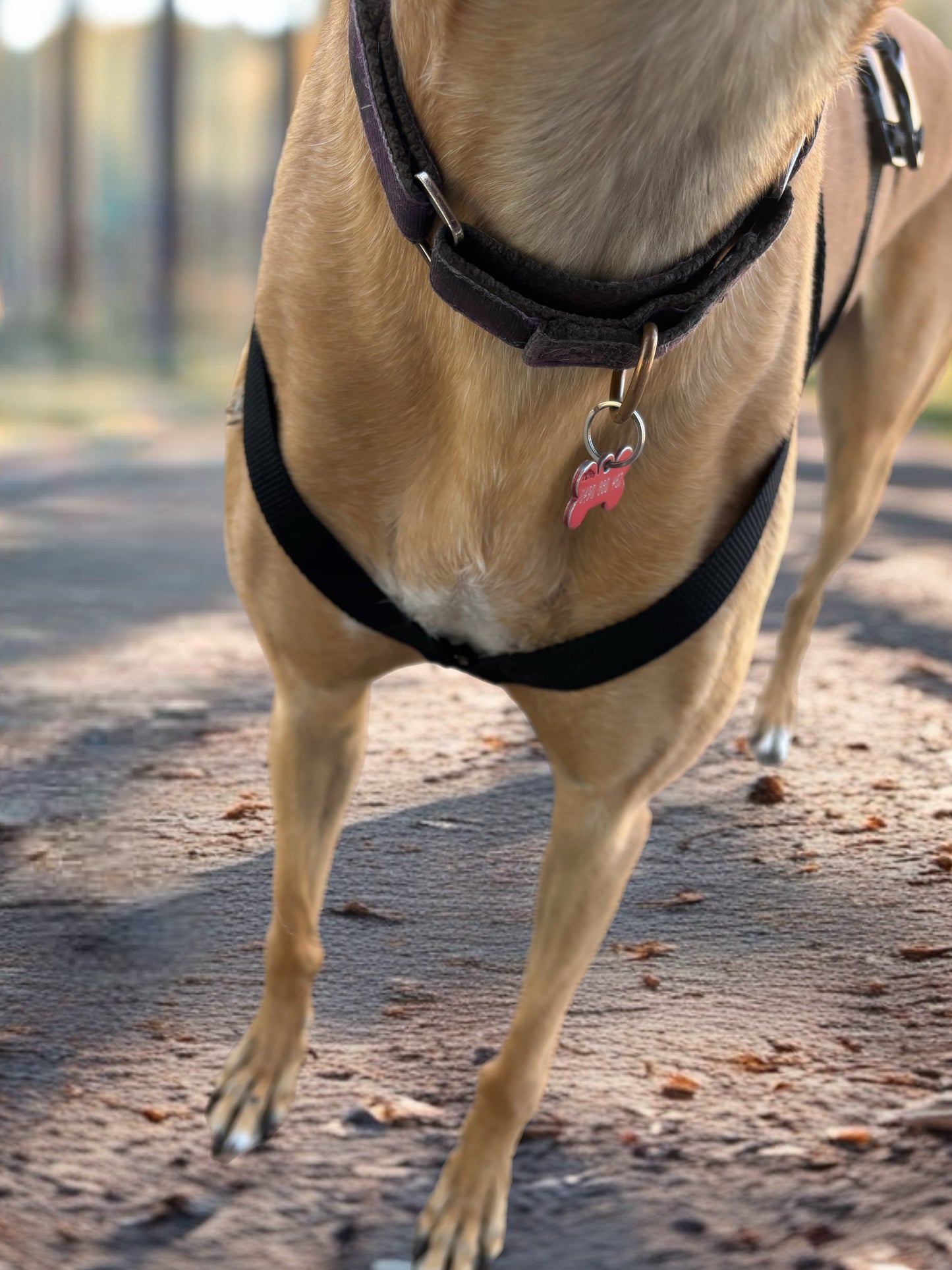 Double Dee harness for the long dogs, no escape design