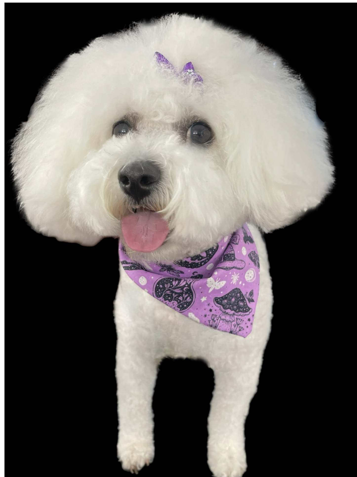 Halloween Bandana for the small dog cavoodle terrier dachshund reversible, cotton