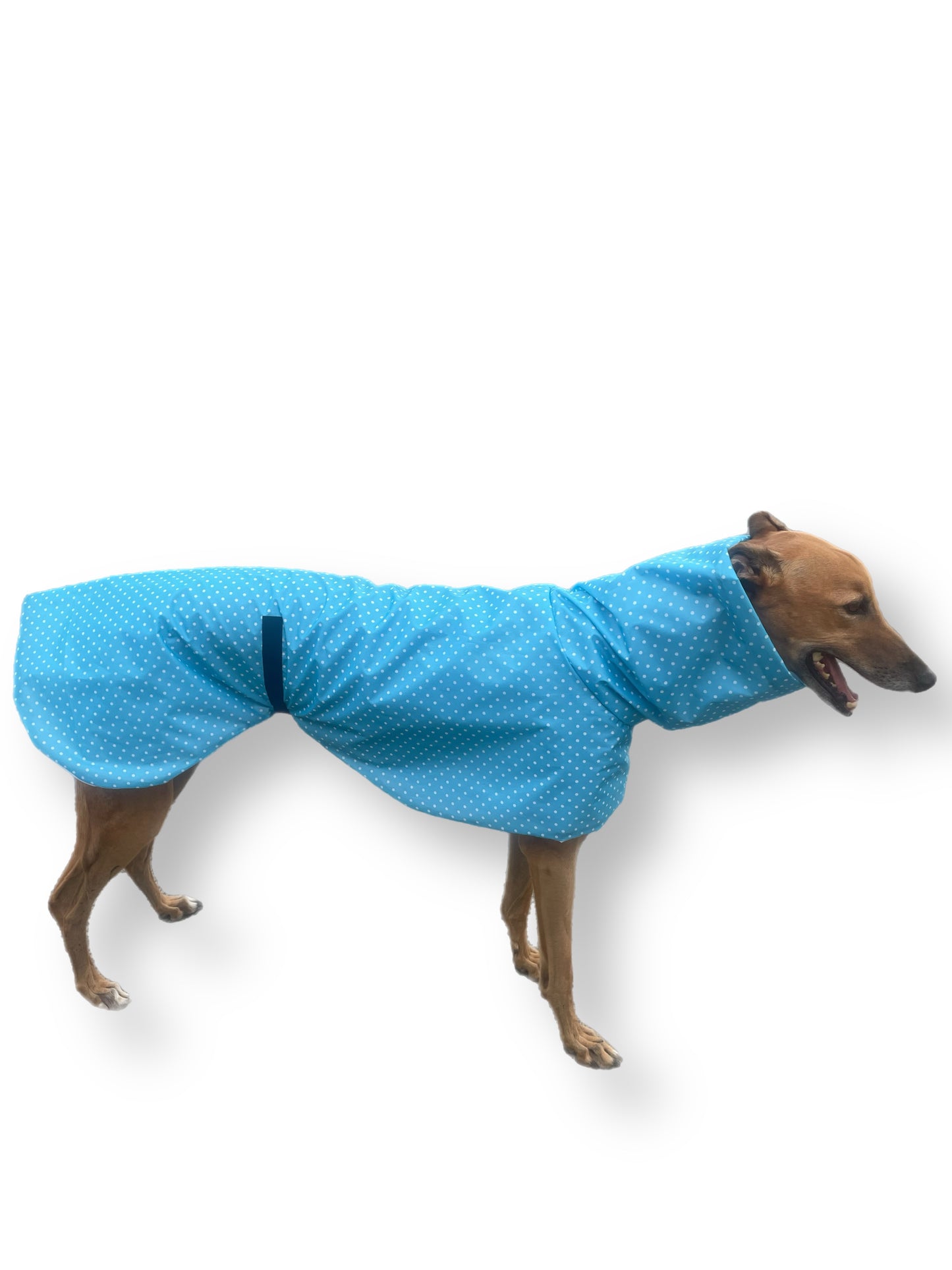 Light, bright blue with white spots Greyhound coat deluxe style, summer rainwear, washable