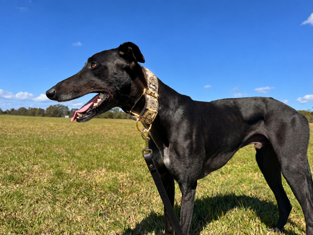 Gilded Emperor Martingale Collar