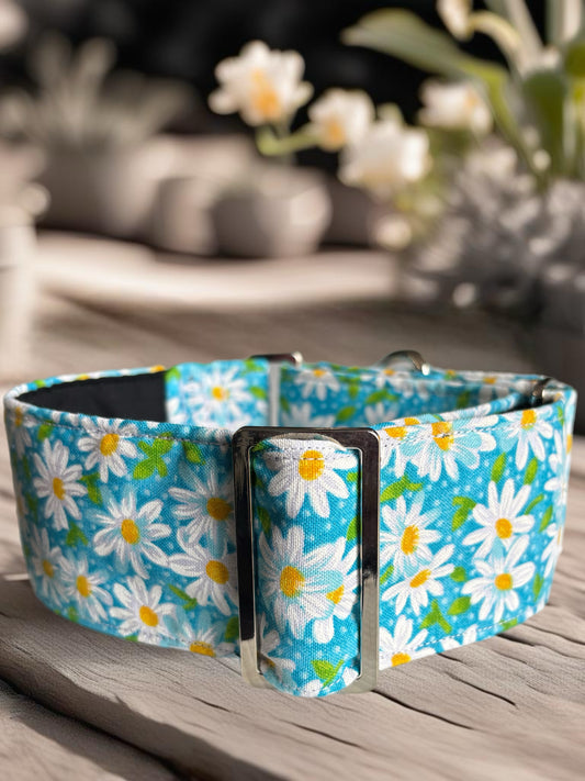 Fresh blue daisies design Cotton covered greyhound Martingale collar wide super soft