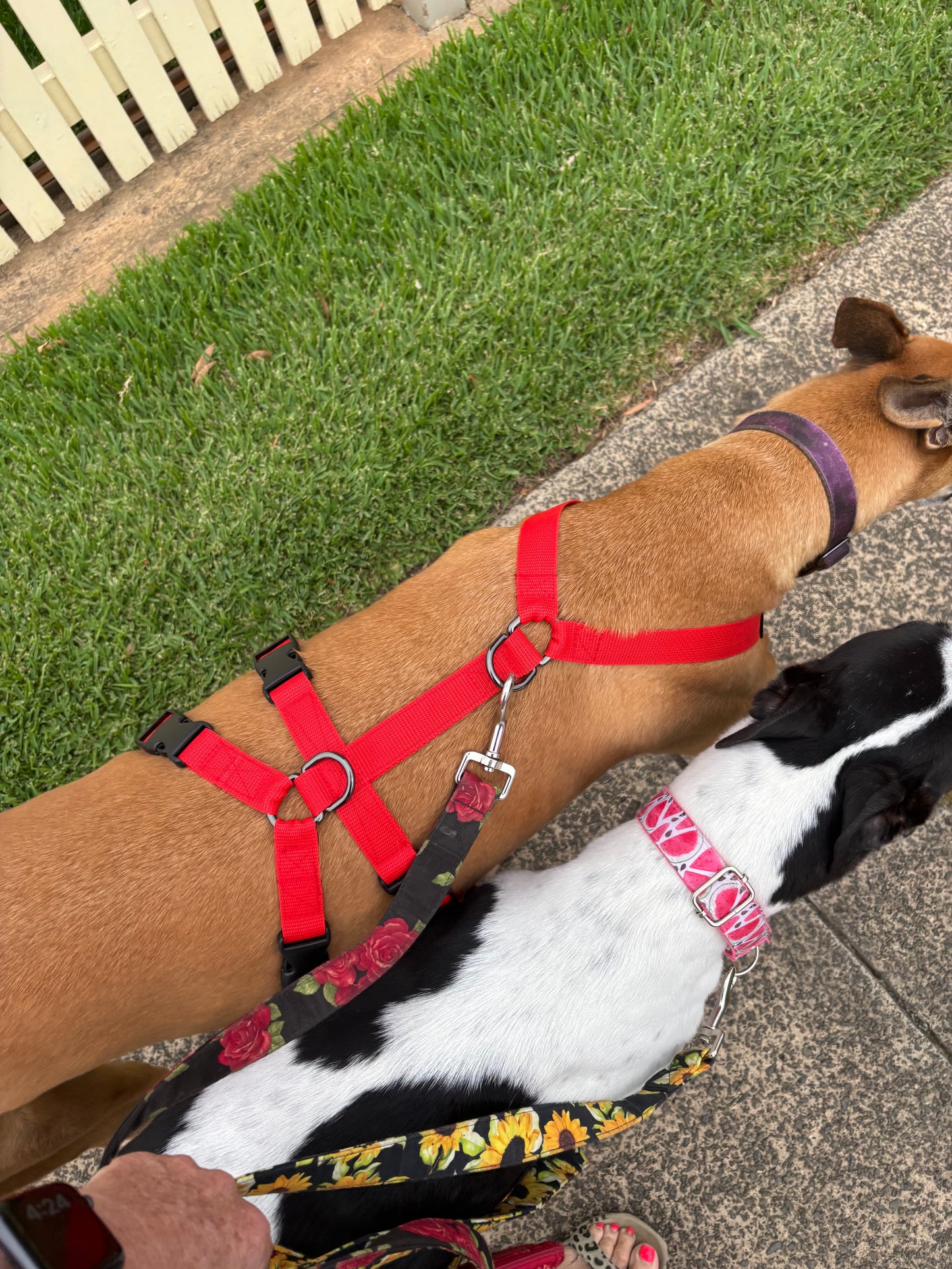 Double Dee harness for the long dogs, no escape design