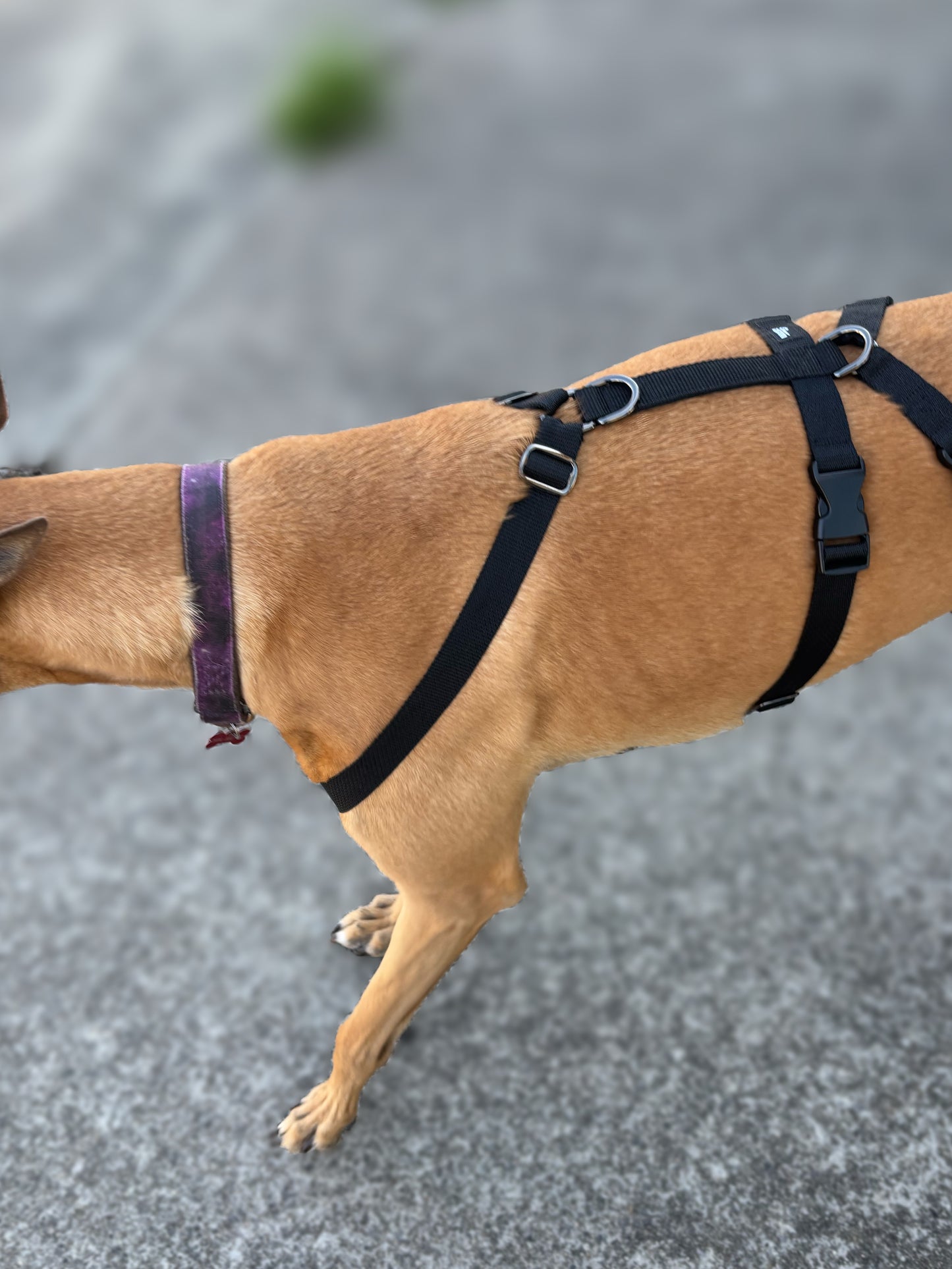 Double Dee harness for the long dogs, no escape design