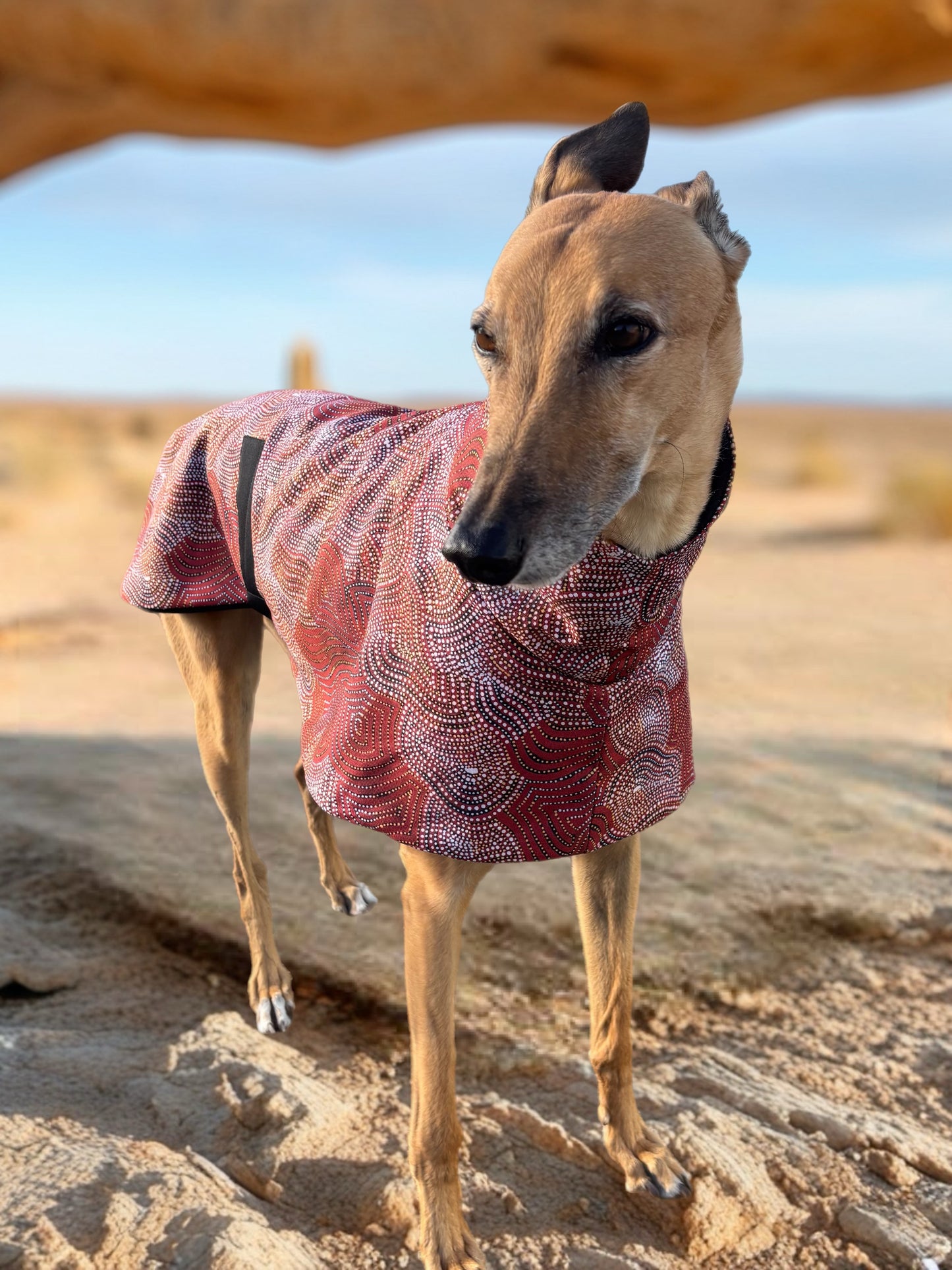 Desert dreaming luxe indigenous design greyhound sports coat mid weight cotton & fleece Autumn wear
