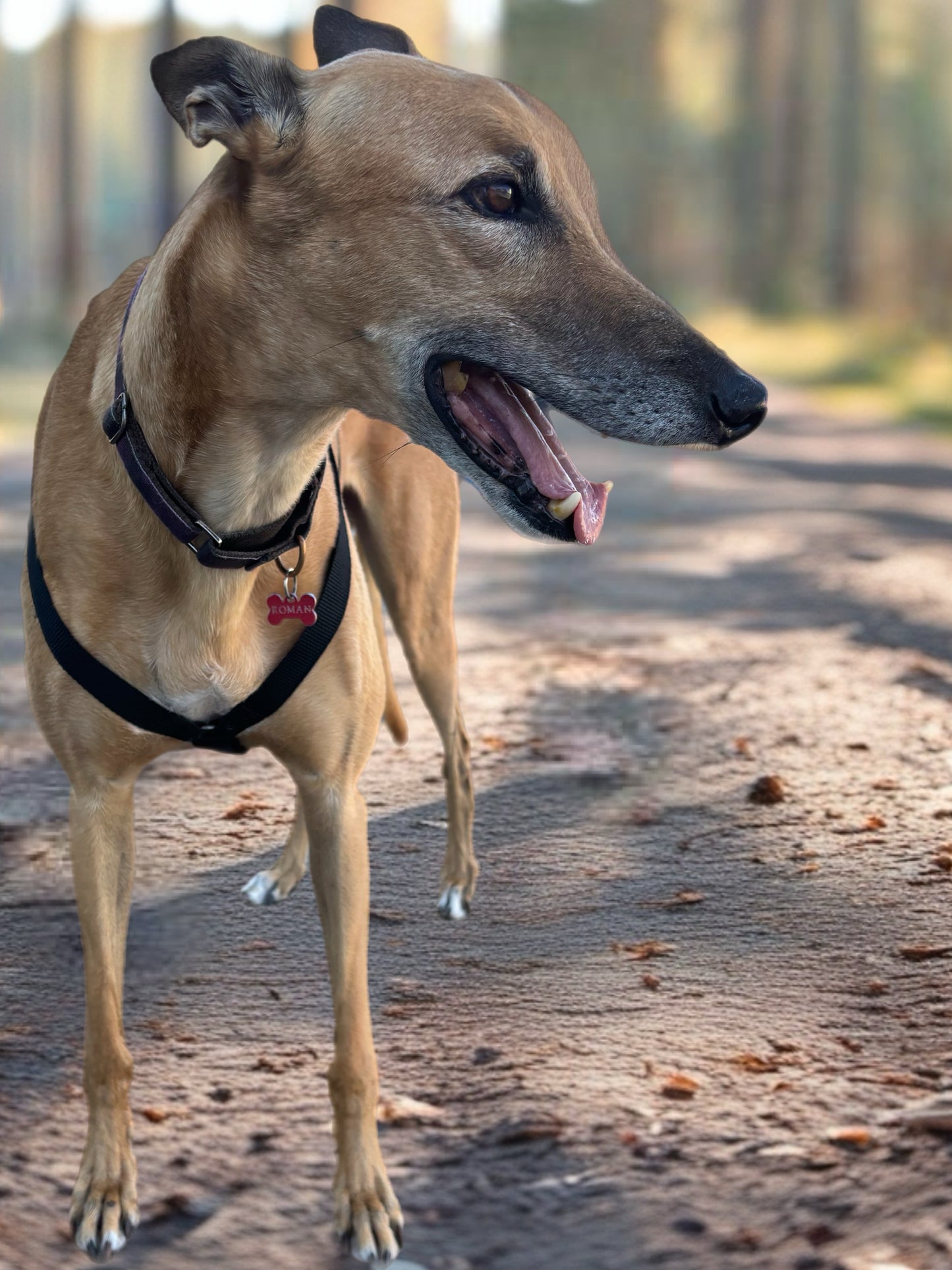 Double Dee harness for the long dogs, no escape design
