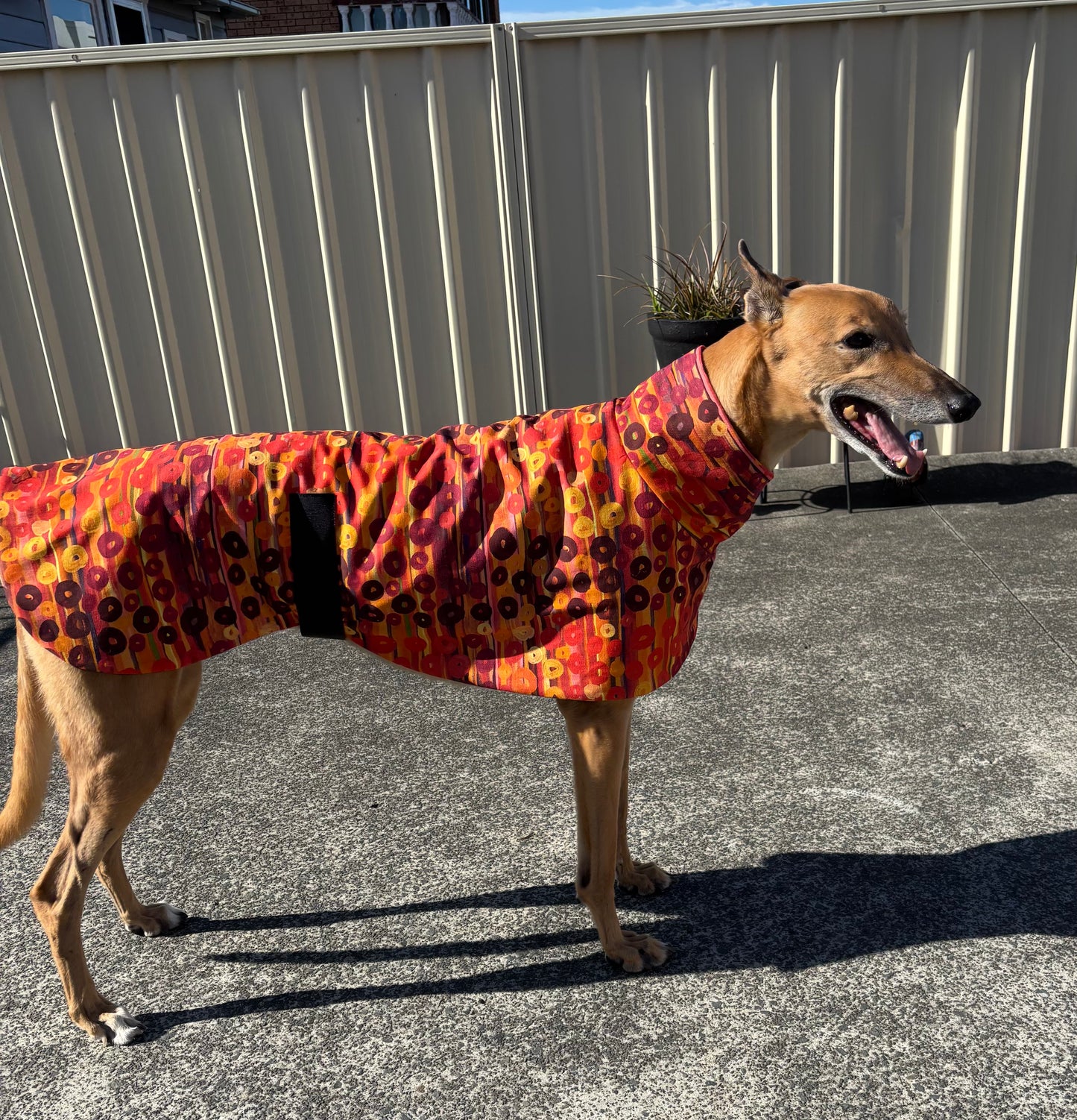 Sunset rhythm luxe indigenous design greyhound sports coat mid weight cotton & fleece Autumn wear