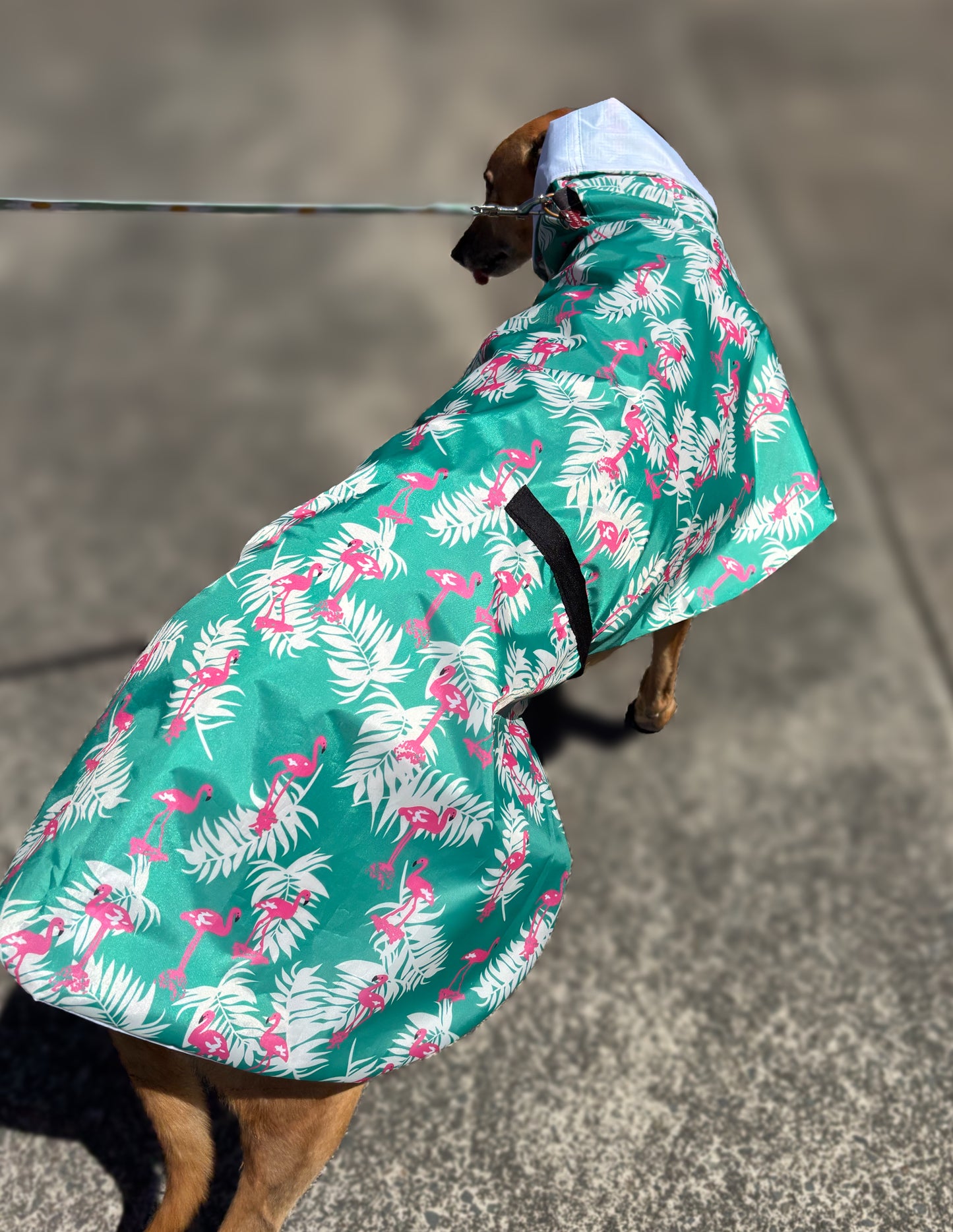 Pink flamingo Greyhound deluxe rainwear, washable ( now with leash hole)