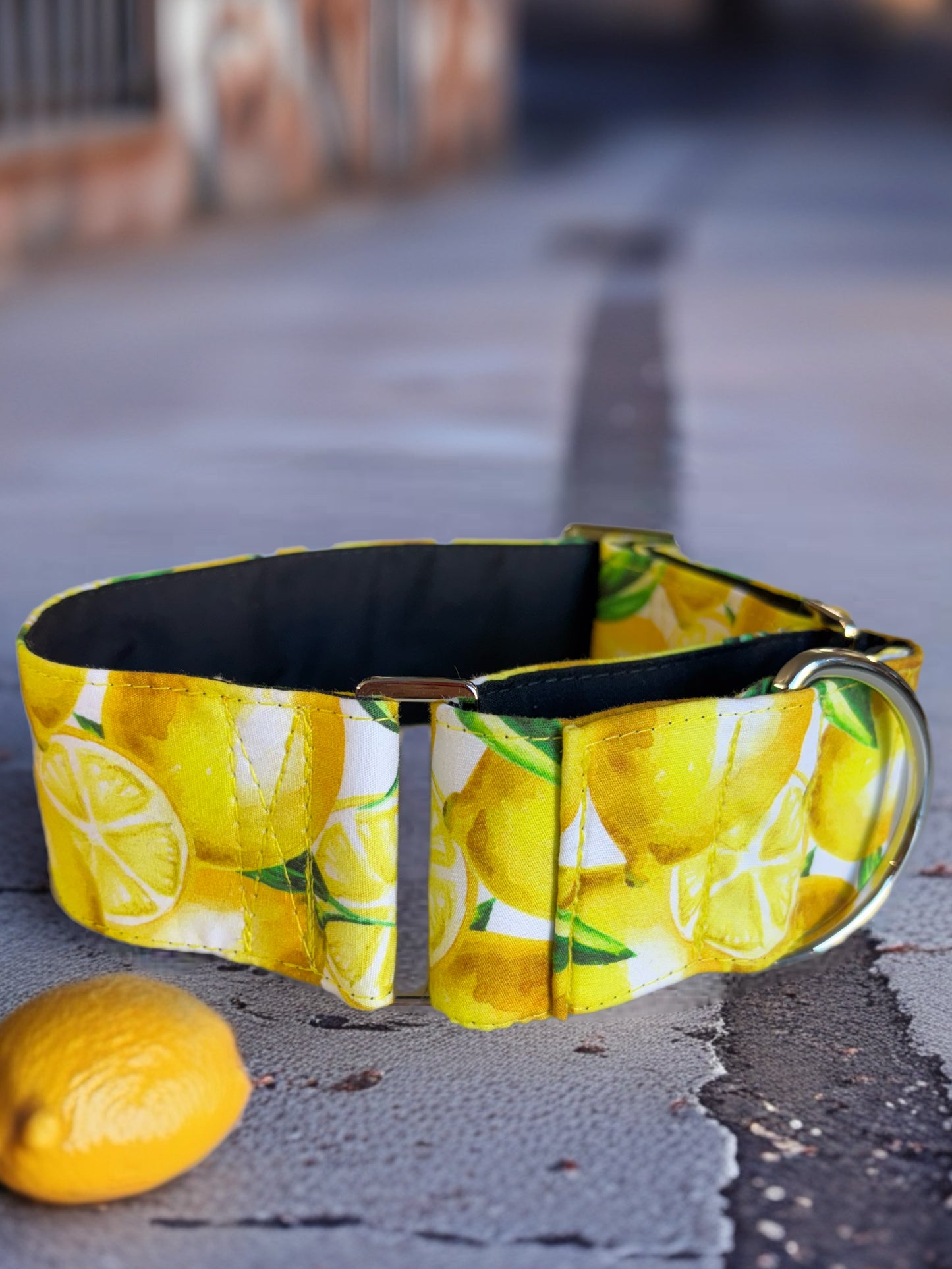 Squeezy pleasy Lemon print Greyhound Martingale collar cotton soft