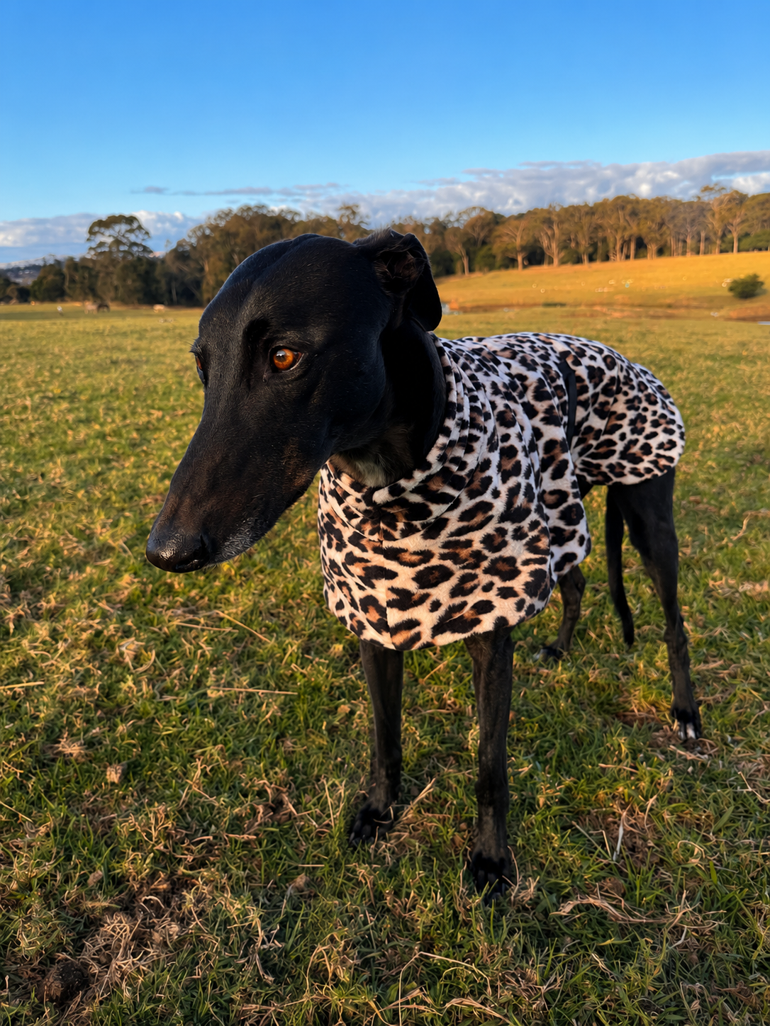 Wild luxe leopard print mid weight fleece sports greyhound style