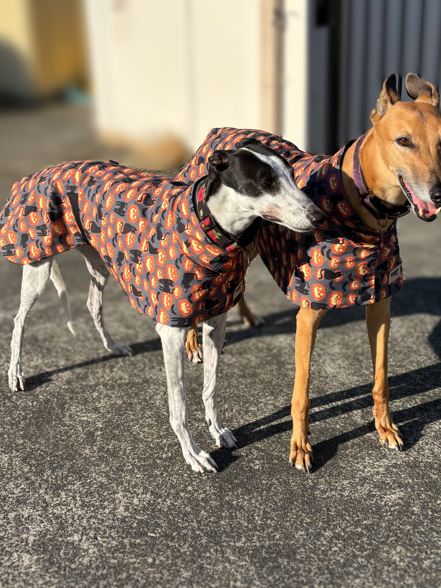 Pumpkins & black cats Halloween greyhound cotton sports