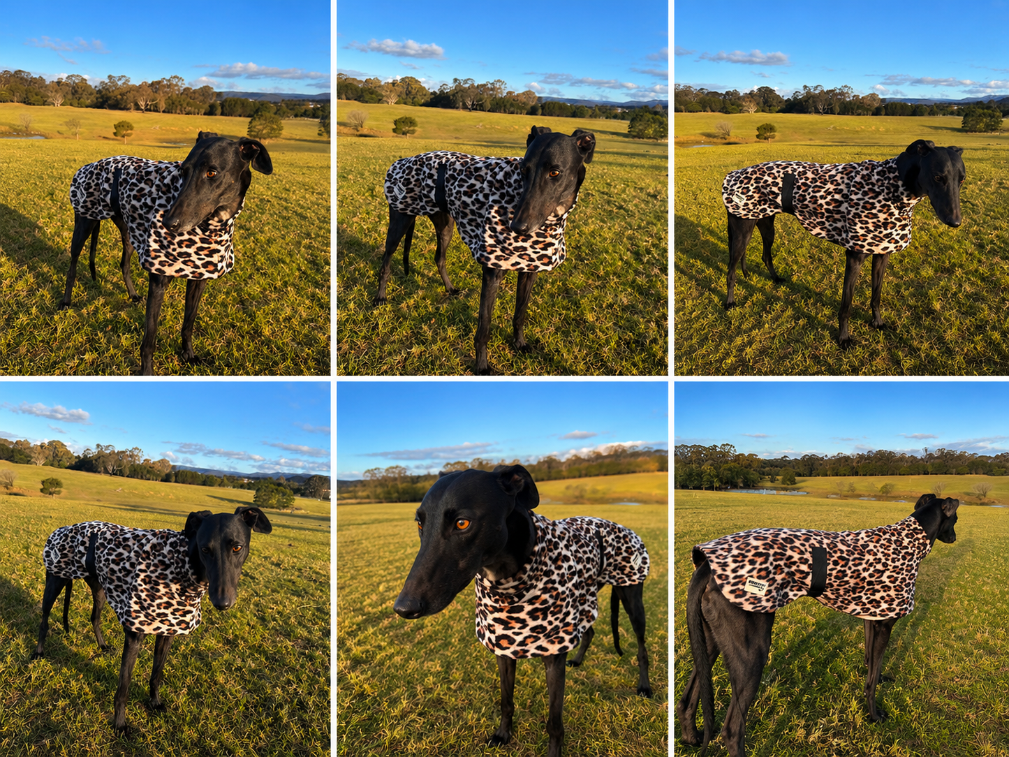 Wild luxe leopard print mid weight fleece sports greyhound style