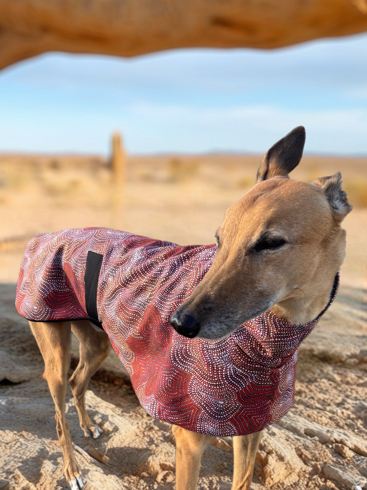 Desert dreaming luxe indigenous design greyhound sports coat mid weight cotton & fleece Autumn wear