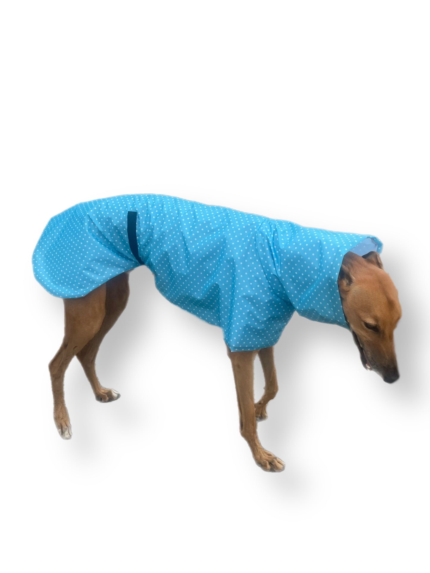 Light, bright blue with white spots Greyhound coat deluxe style, summer rainwear, washable