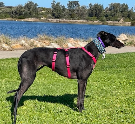 Our new TRIPLE Dee harness for the long dogs, escape resistant design