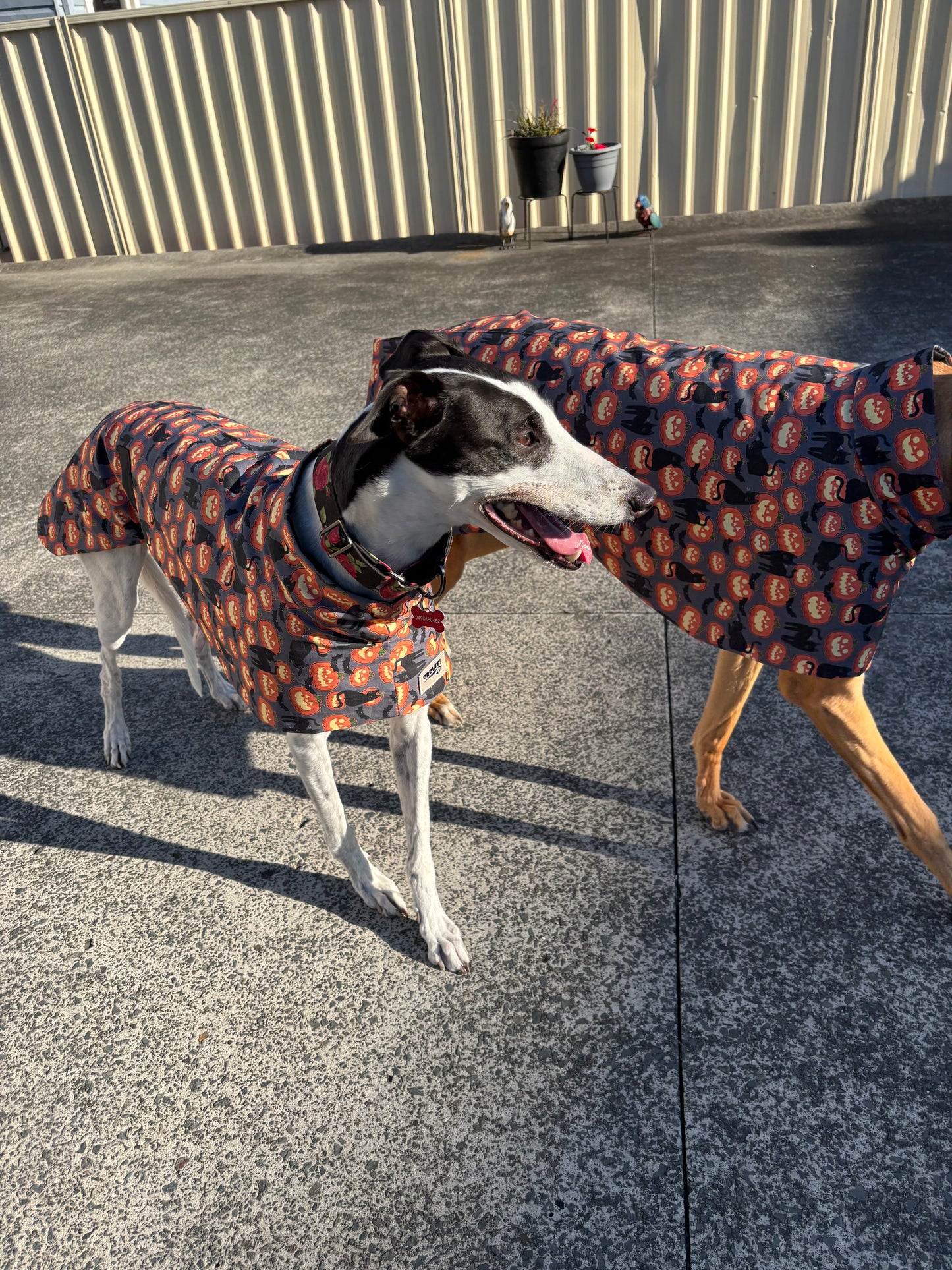 Pumpkins & black cats Halloween greyhound cotton sports