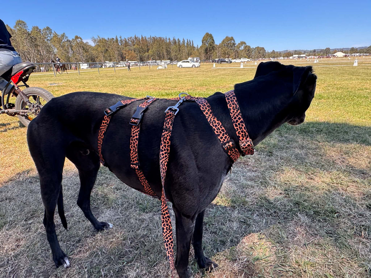 Our new TRIPLE Dee harness for the long dogs, escape resistant design