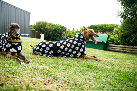 Our crazy daisy on black cotton sports