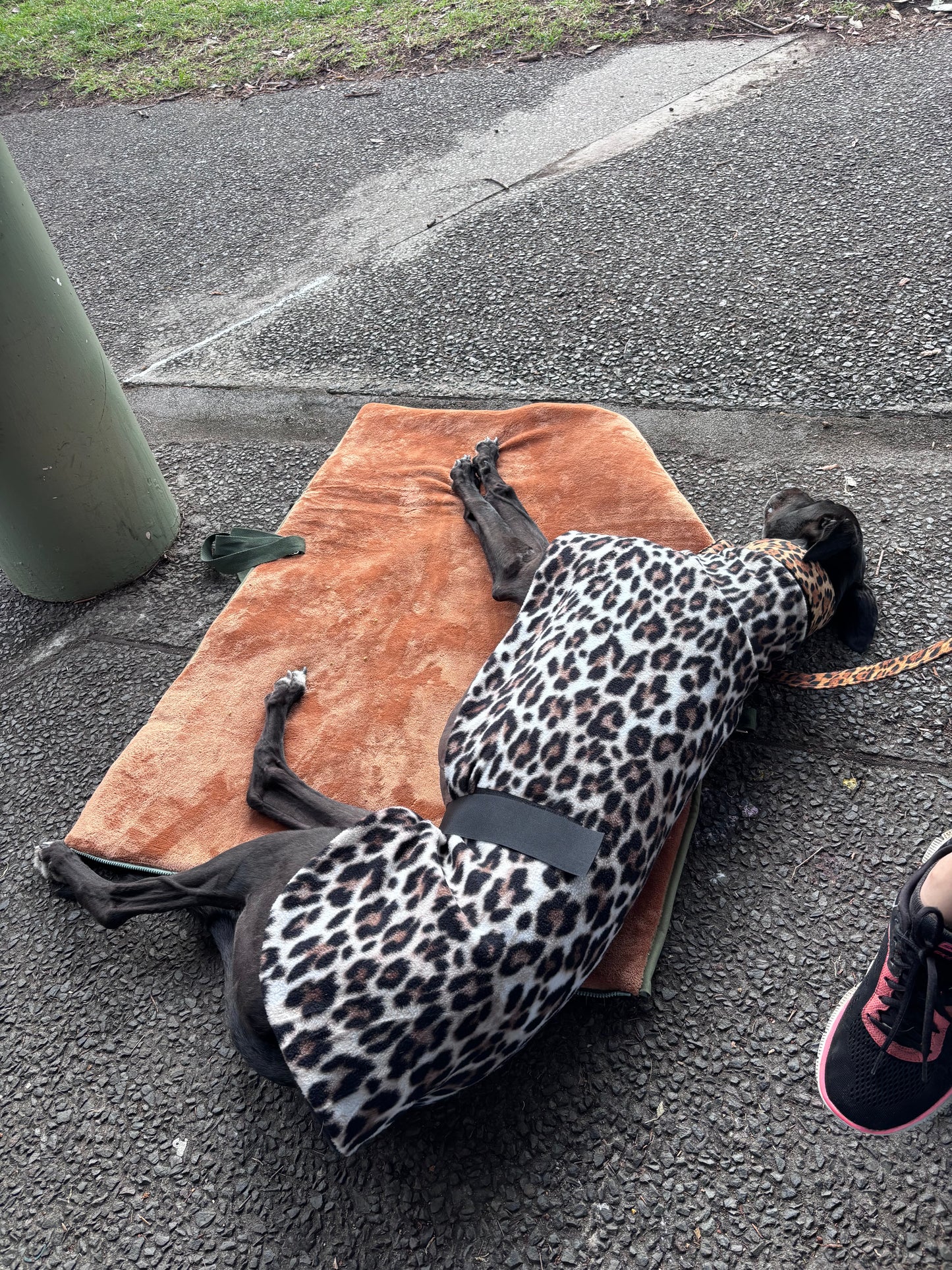 Wild luxe leopard print mid weight fleece sports greyhound style