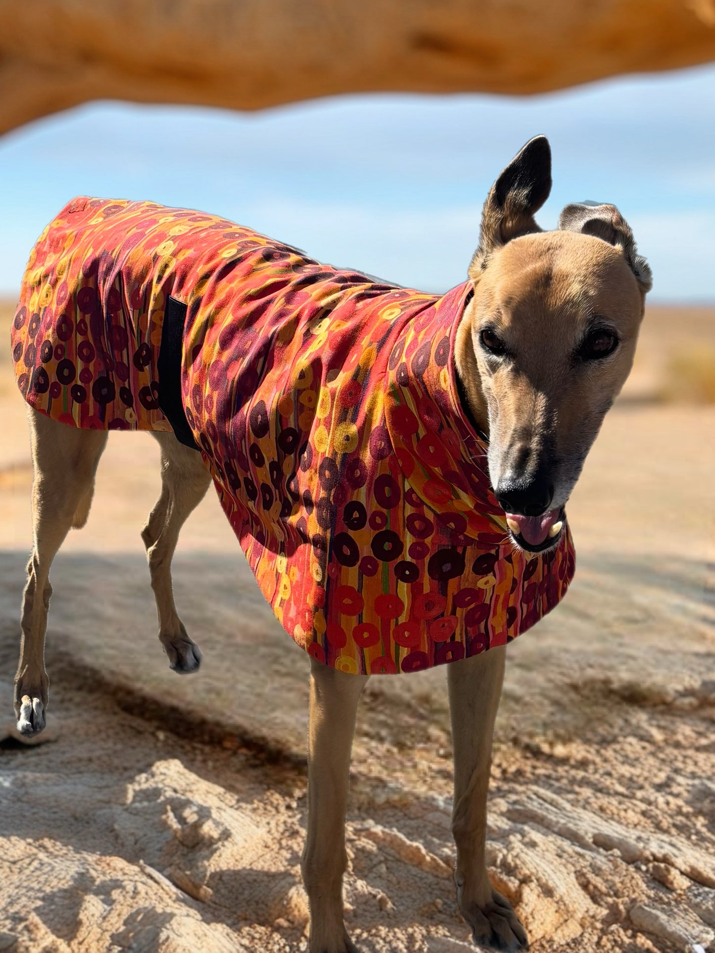 Sunset rhythm luxe indigenous design greyhound sports coat mid weight cotton & fleece Autumn wear