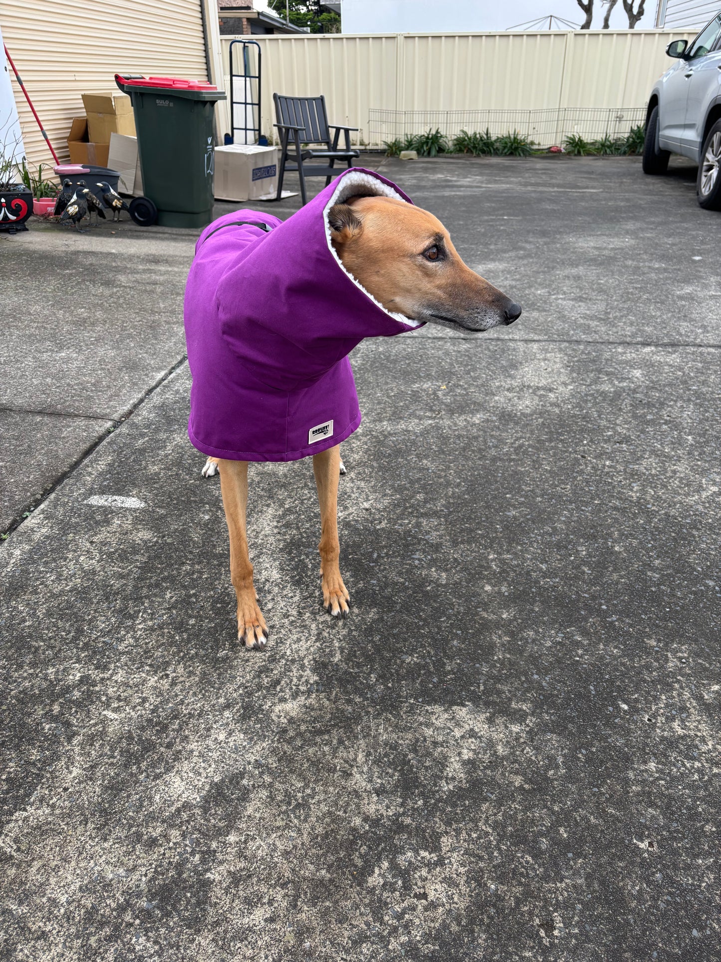 Driden Lux Sherpa Greyhound & whippet deluxe raincoats