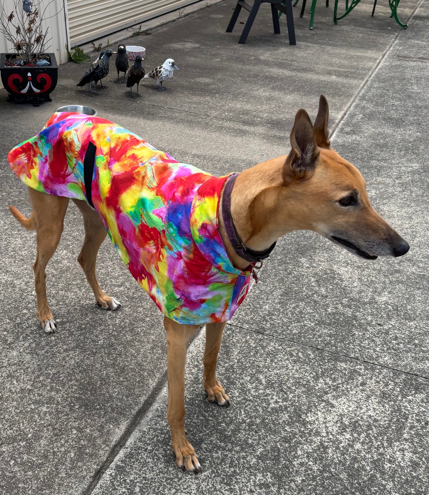 Summer featherweight greyhound slip-on coat