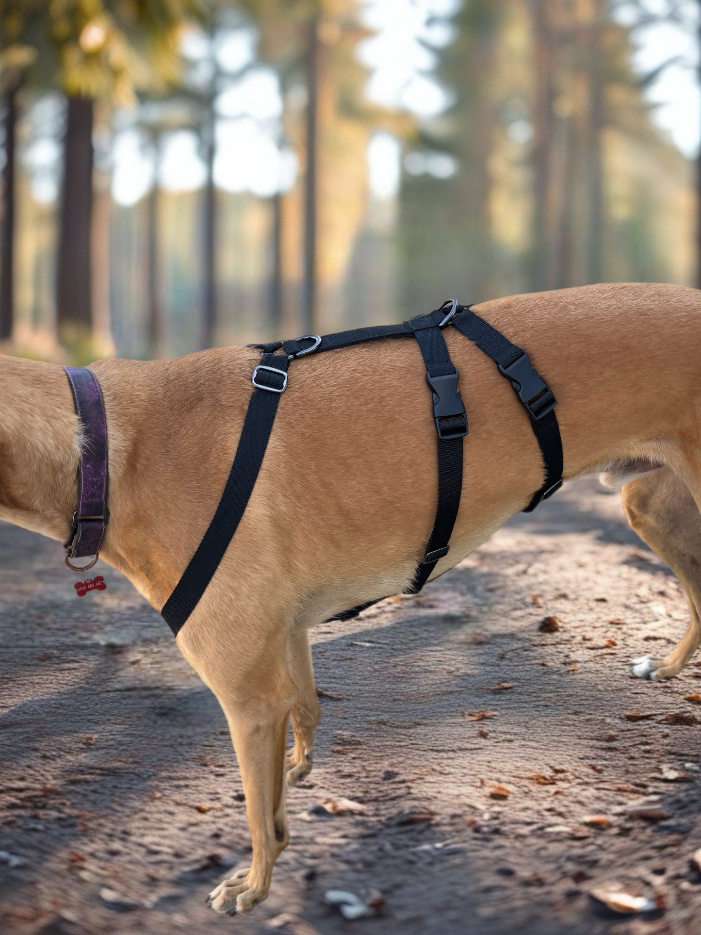 Double Dee harness for the long dogs, no escape design