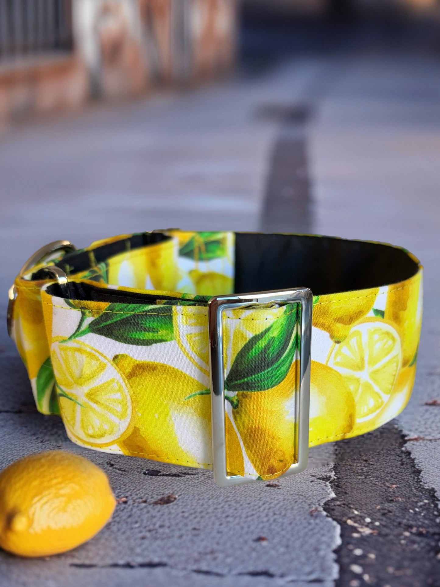 Squeezy pleasy Lemon print Greyhound Martingale collar cotton soft