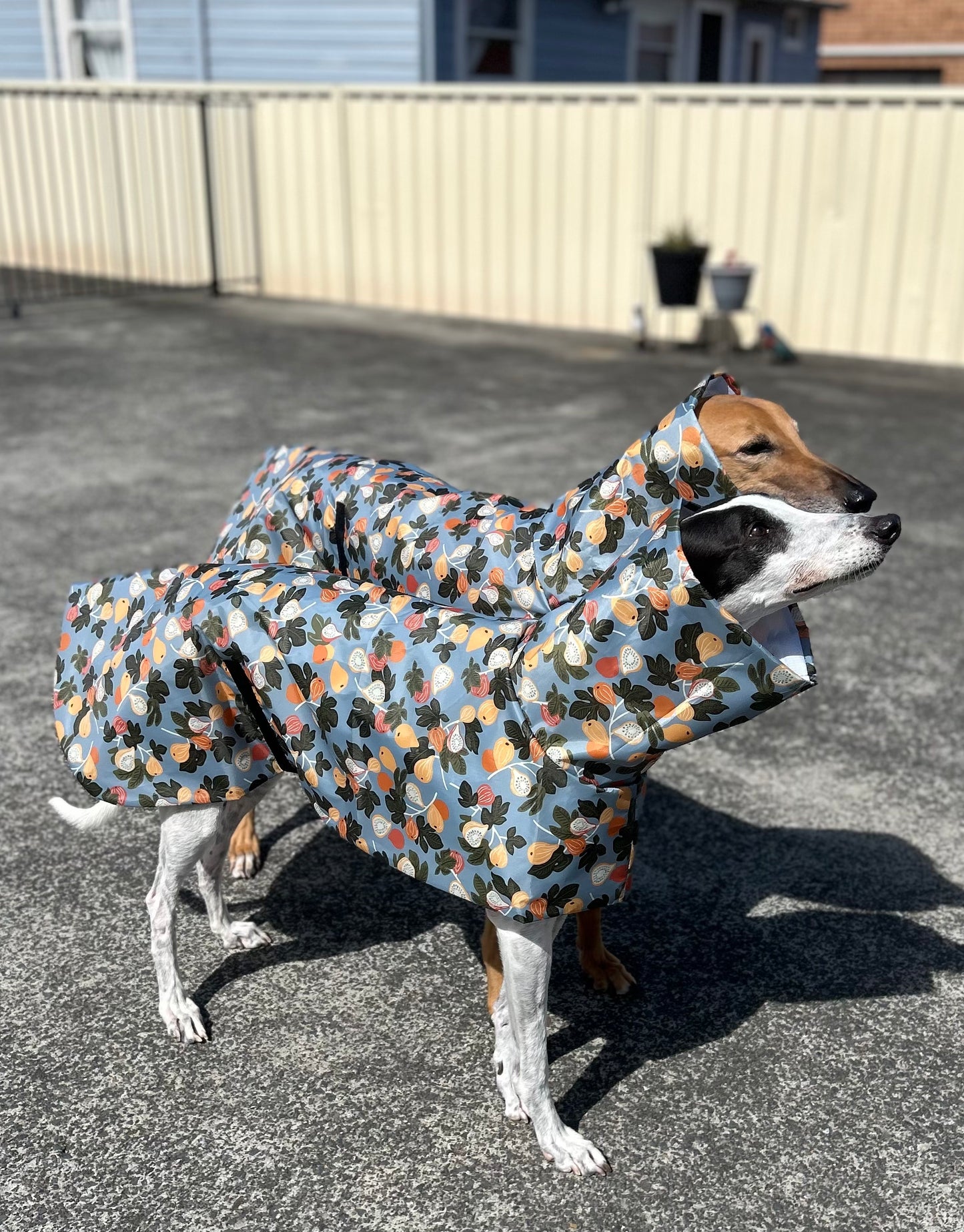 Greyhound and whippet lightweight rain coat deluxe style, summer rainwear, washable