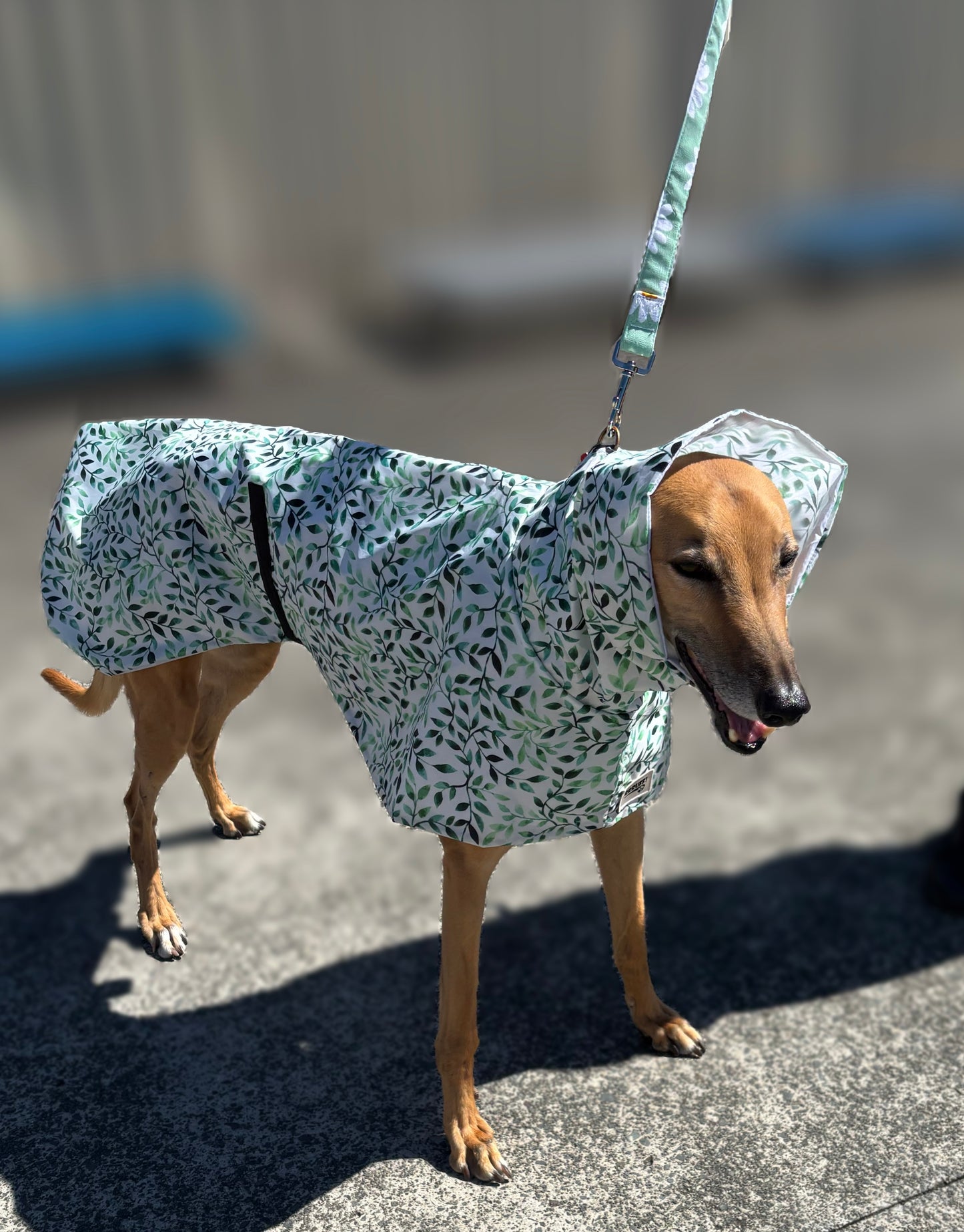 Green leaves Greyhound deluxe rainwear, washable ( now with leash hole)