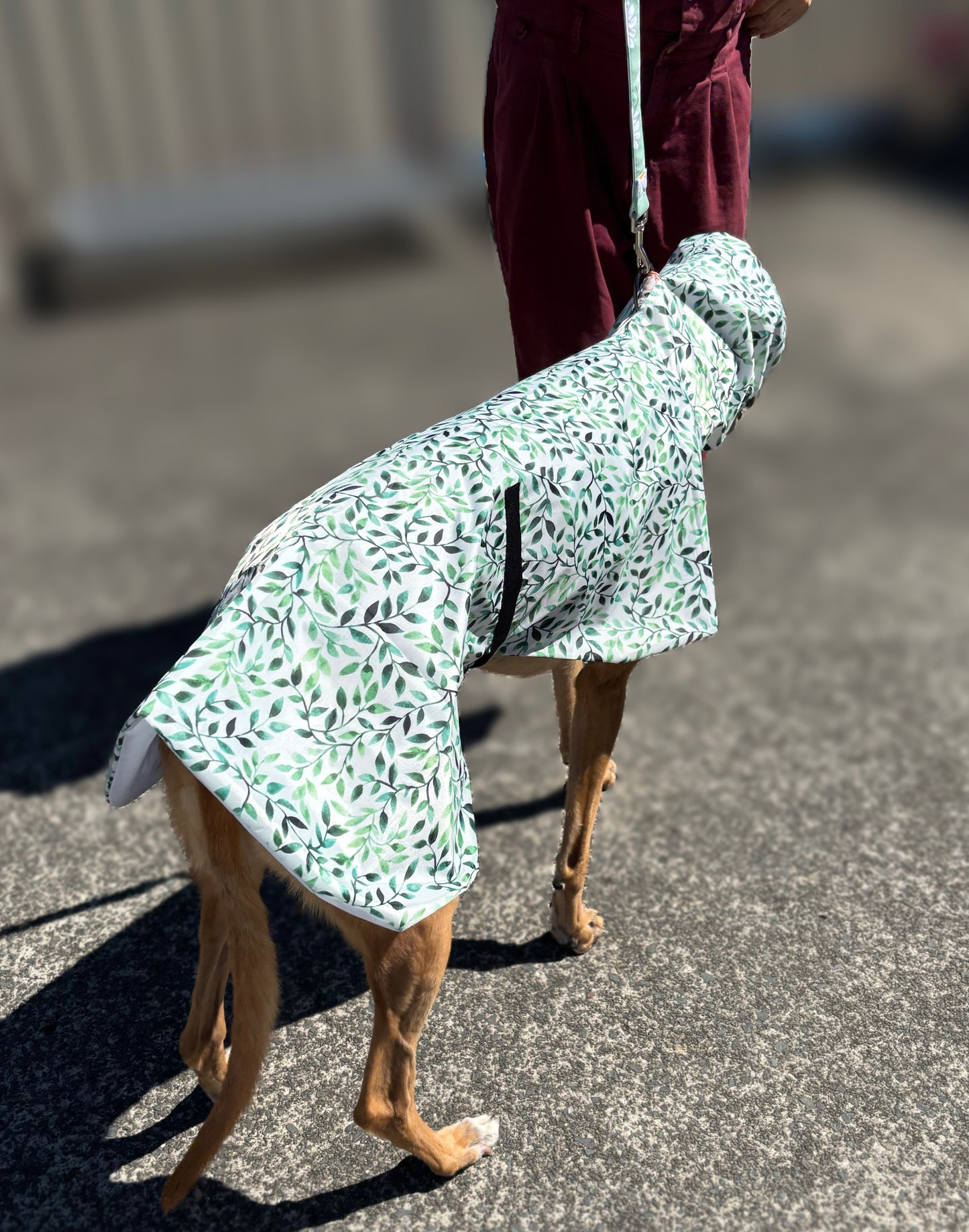 Green leaves Greyhound deluxe rainwear, washable ( now with leash hole)