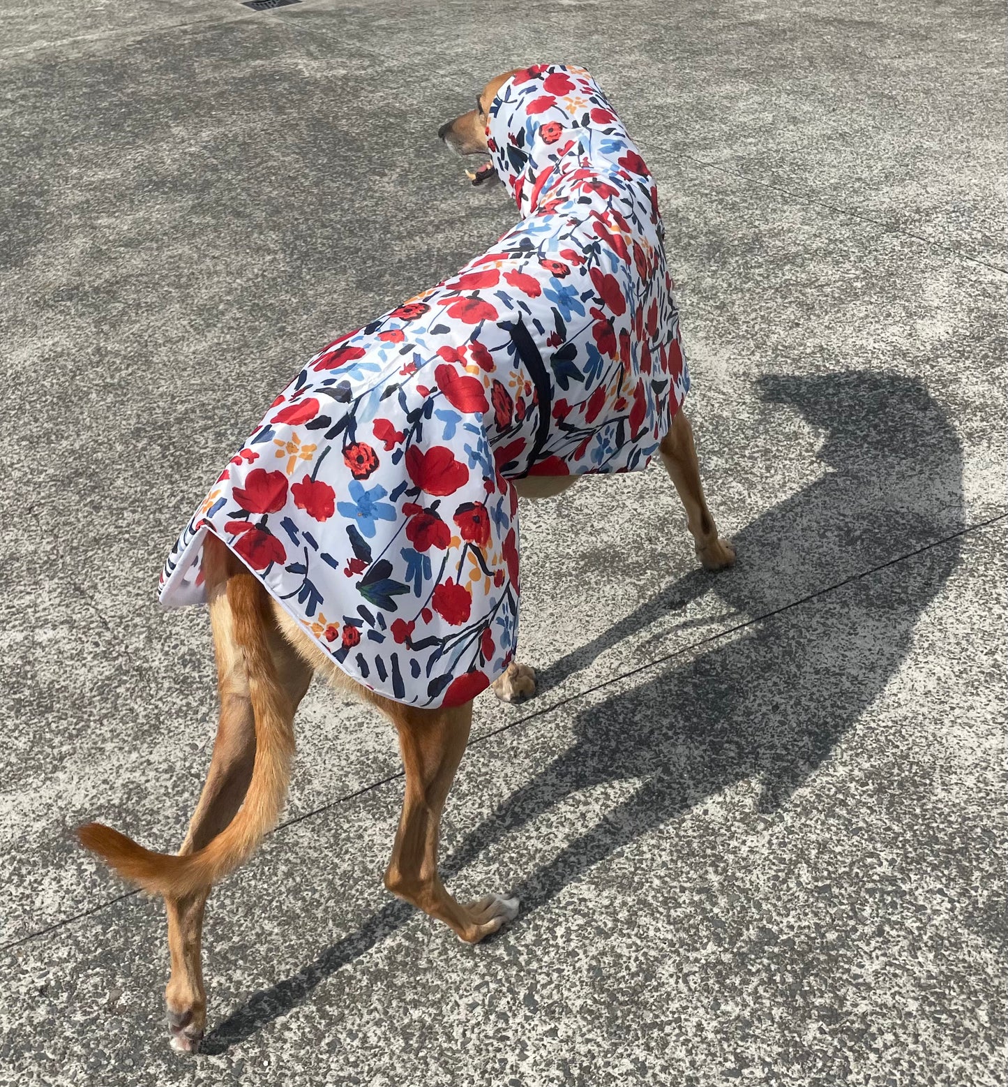 Poppy red Greyhound coat deluxe style, summer rainwear, washable