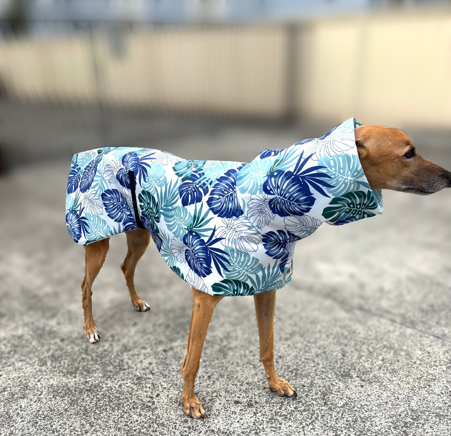 Monstera & seafoam green Greyhound deluxe rainwear, washable (now with optional leash hole)