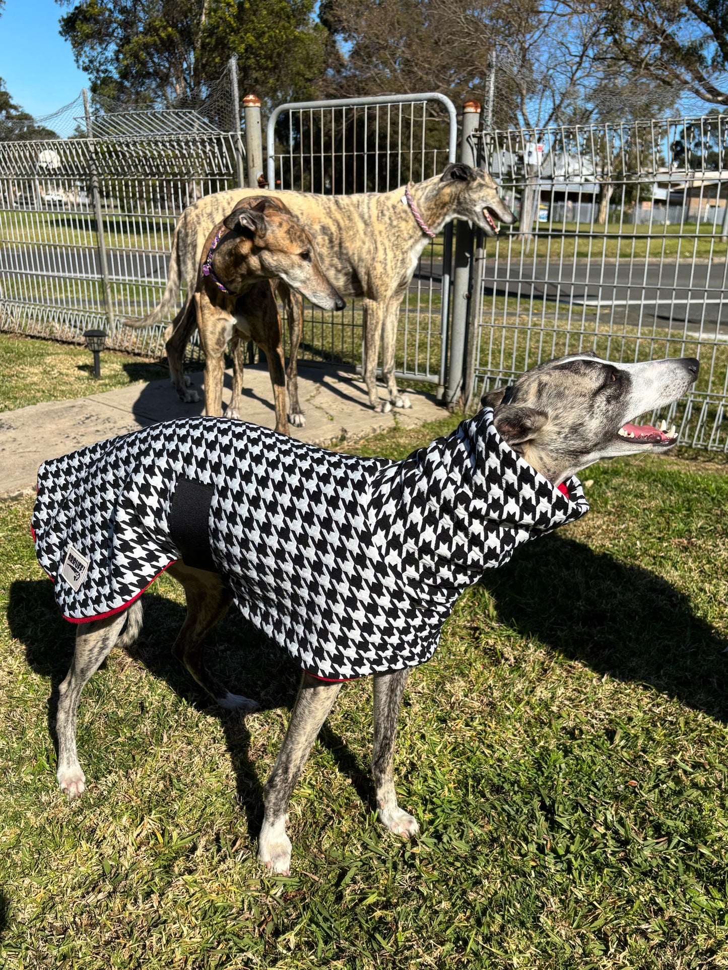 Houndstooth black and white with red whippet snuggly fleece