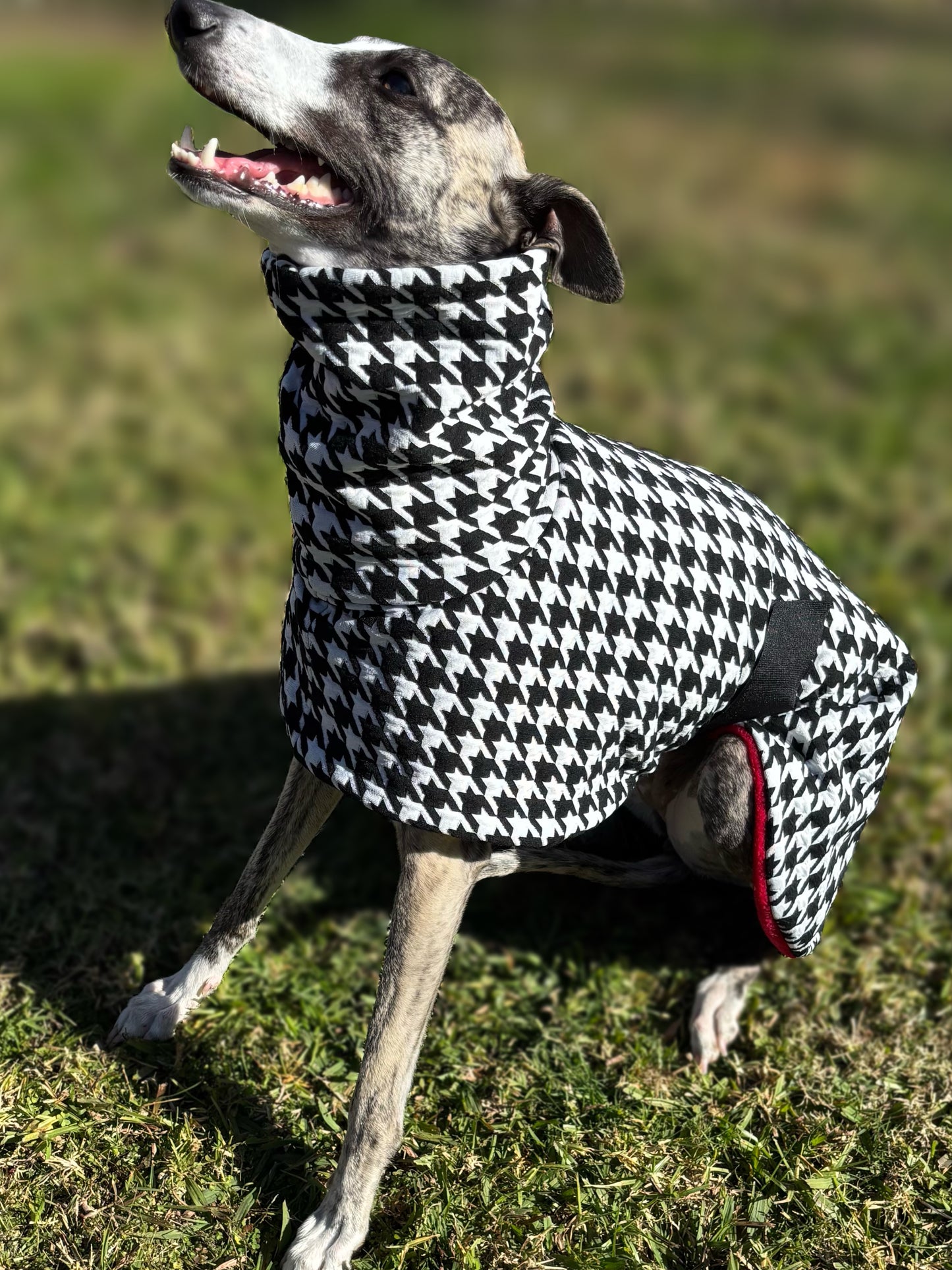Houndstooth black and white with red whippet snuggly fleece