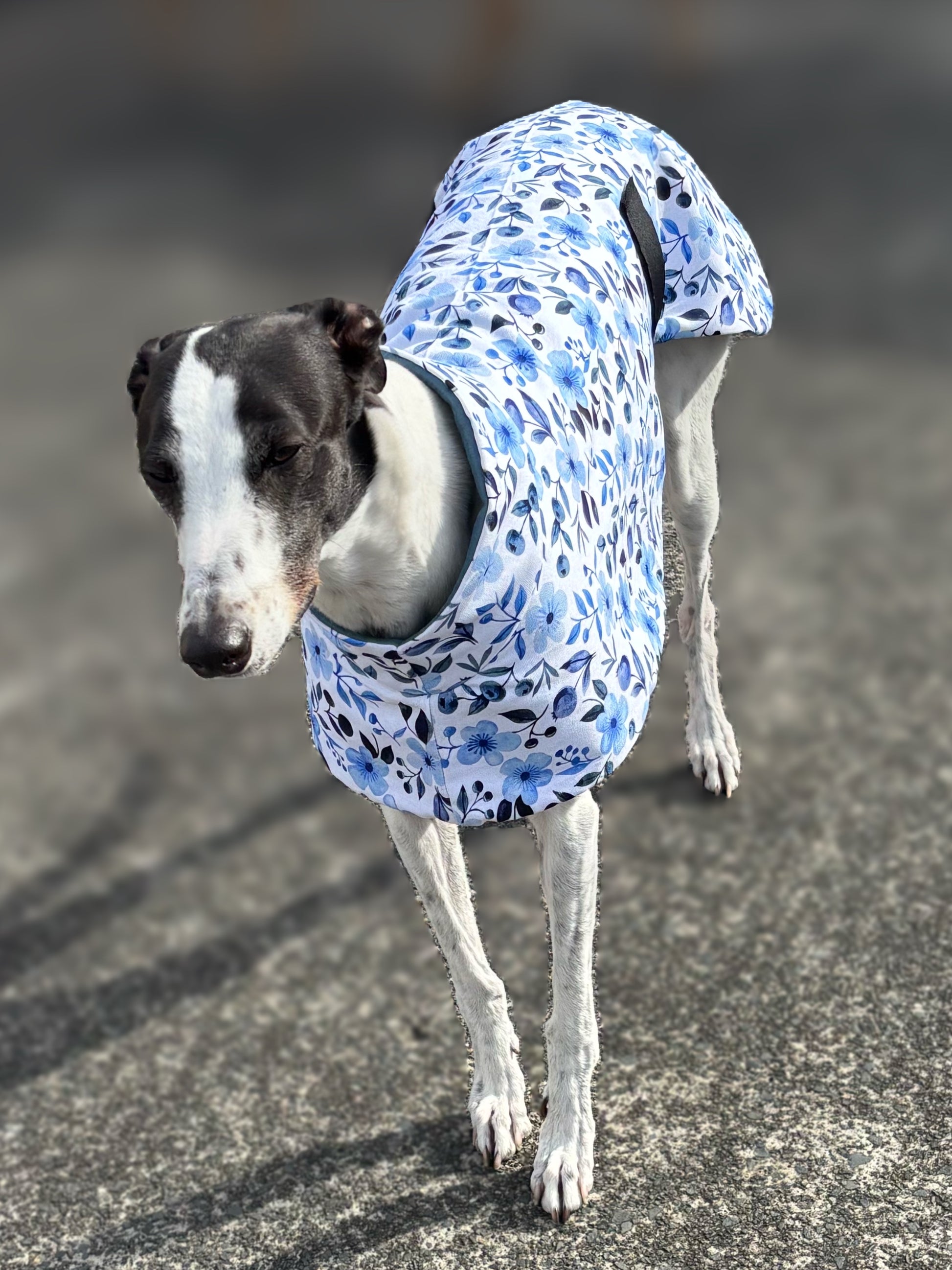 Blue blossom greyhound sports coat in cotton fleece – RRRUFF!