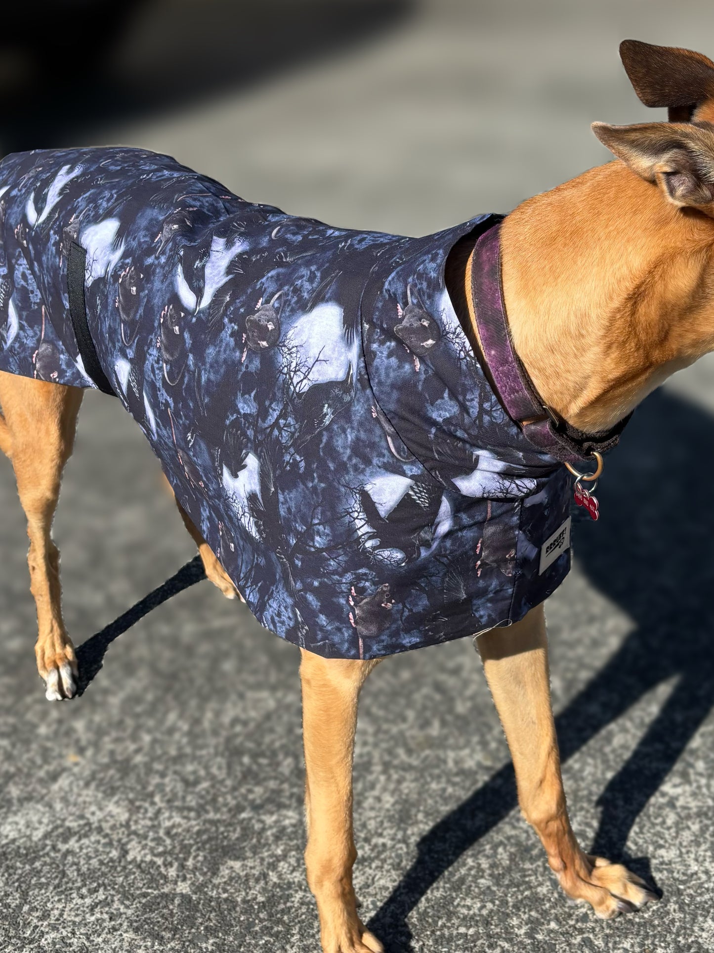Ravens & Rats Halloween greyhound cotton sports
