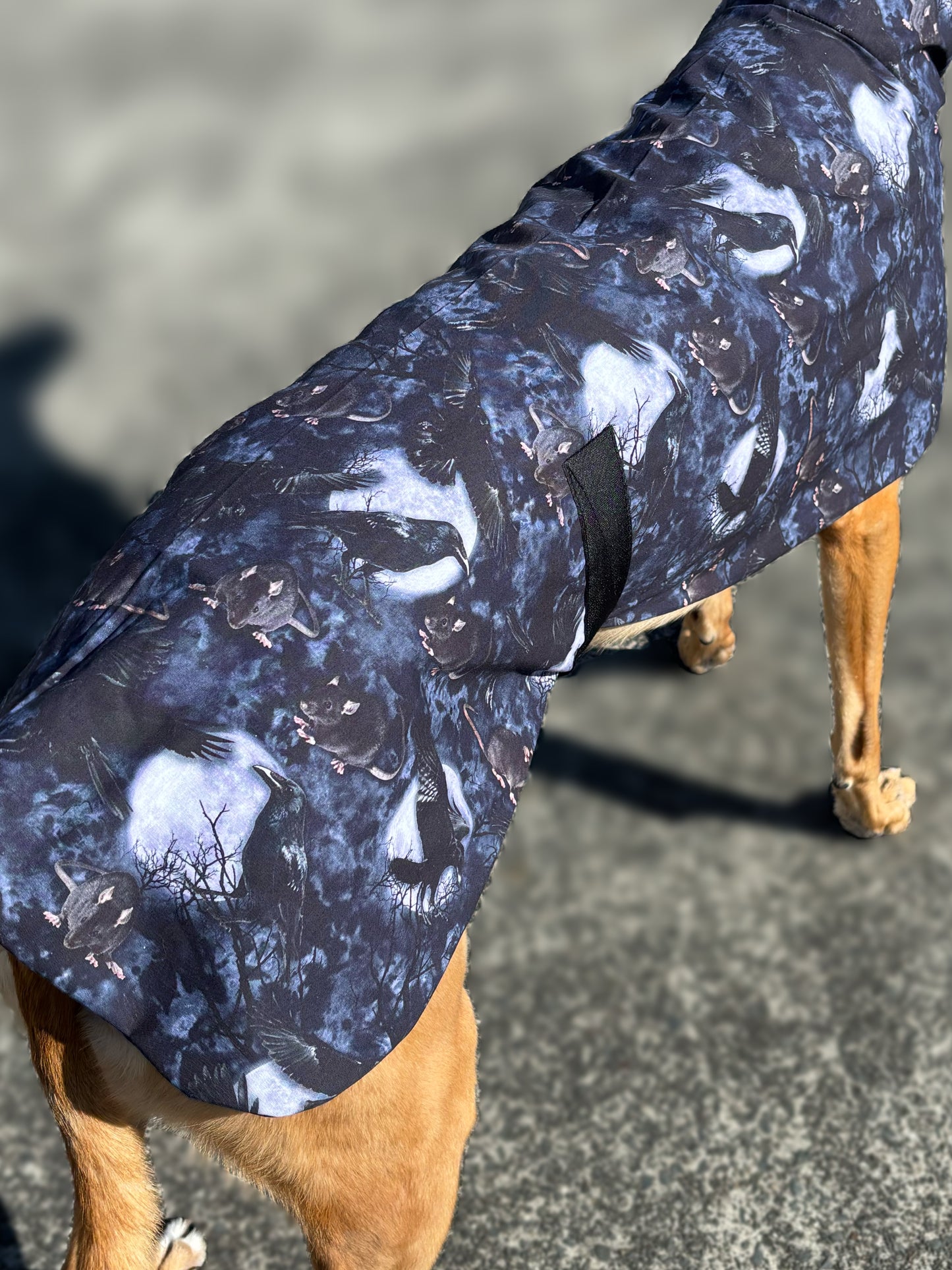 Ravens & Rats Halloween greyhound cotton sports
