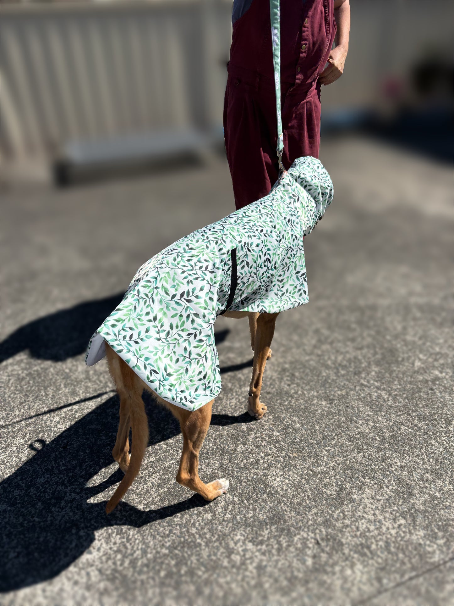 Green leaves Greyhound deluxe rainwear, washable ( now with leash hole)