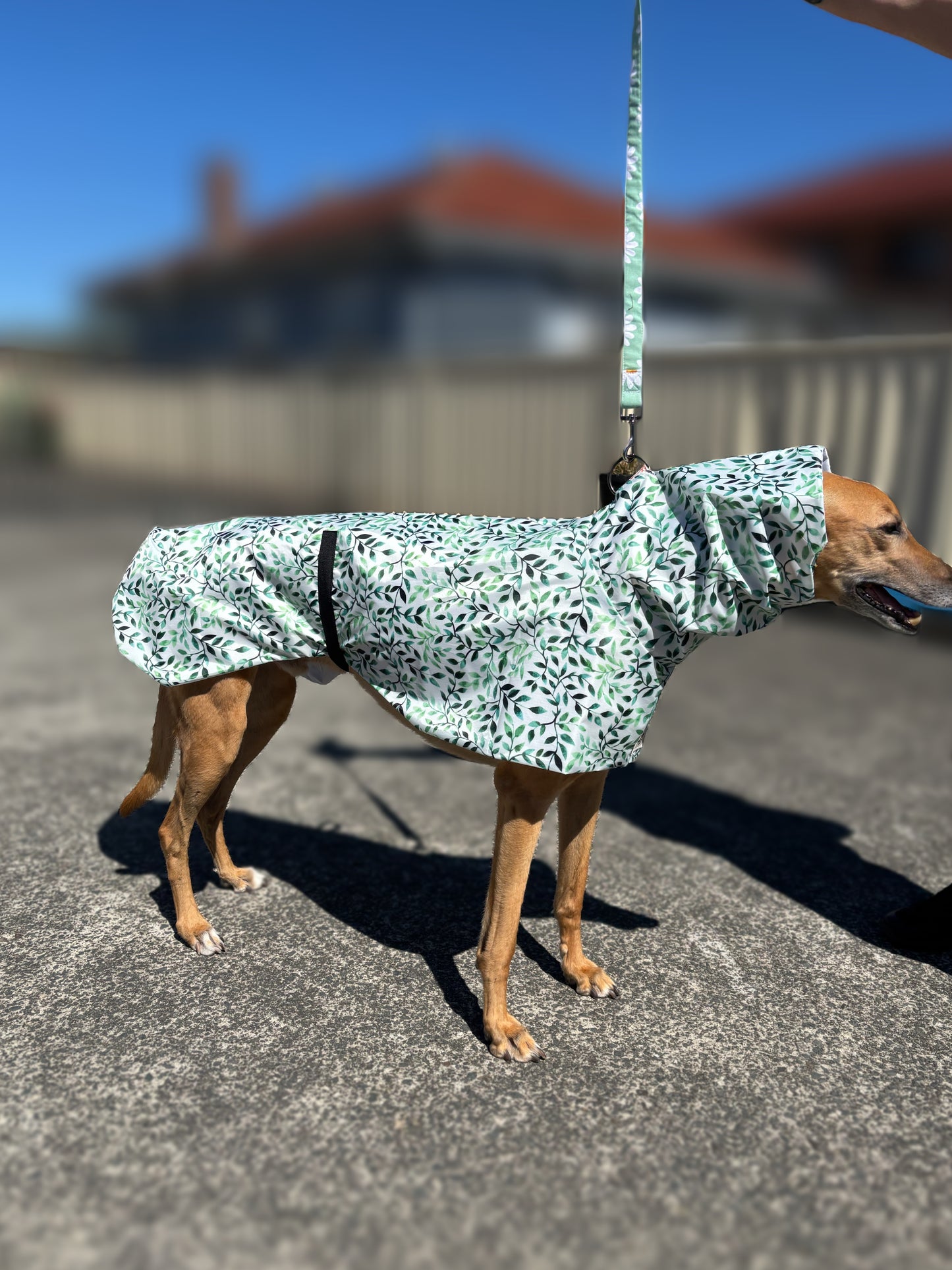 Green leaves Greyhound deluxe rainwear, washable ( now with leash hole)