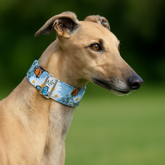 Summer blue butterflies cotton covered greyhound Martingale collar