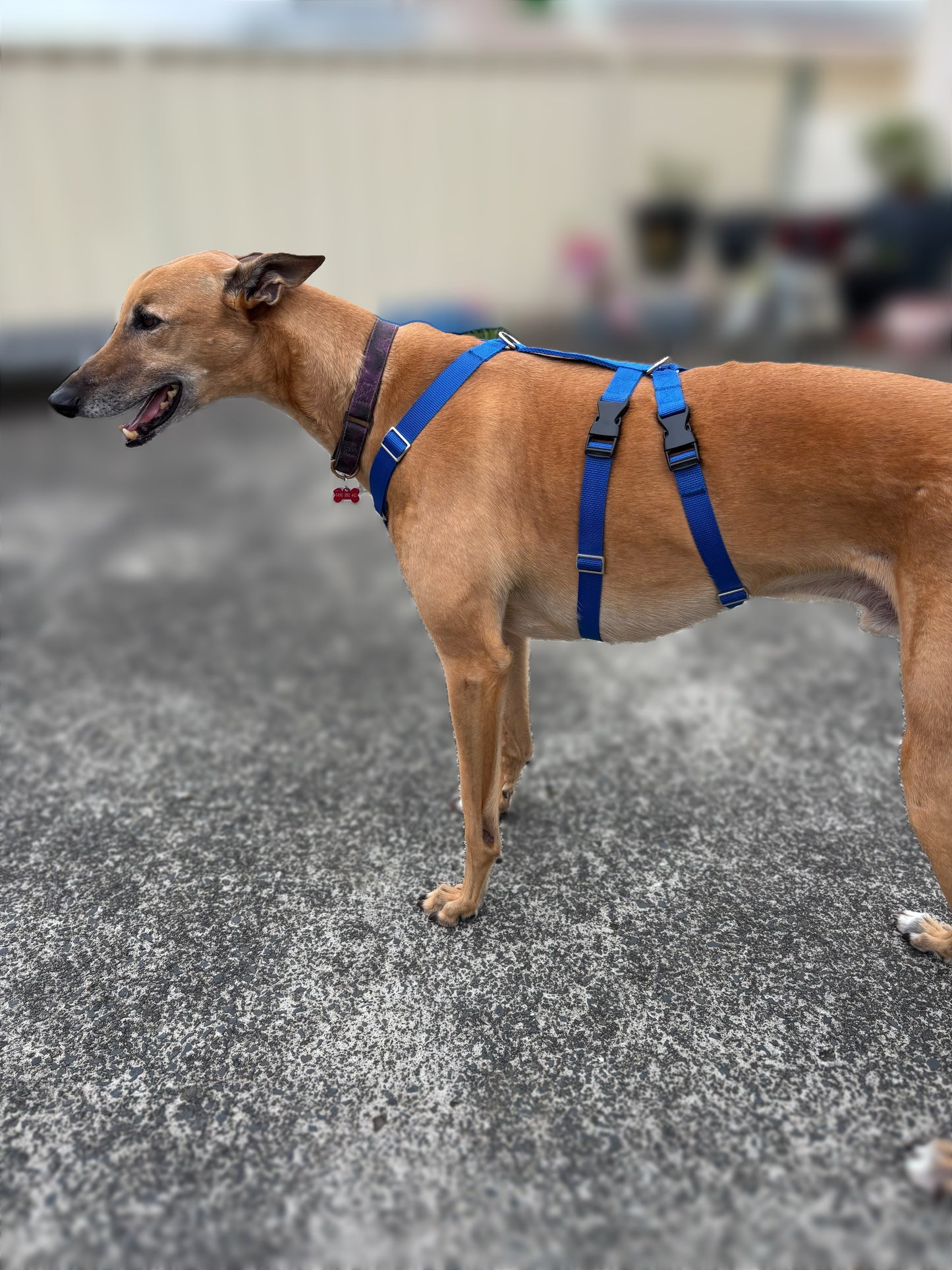 Double Dee harness for the long dogs, no escape design