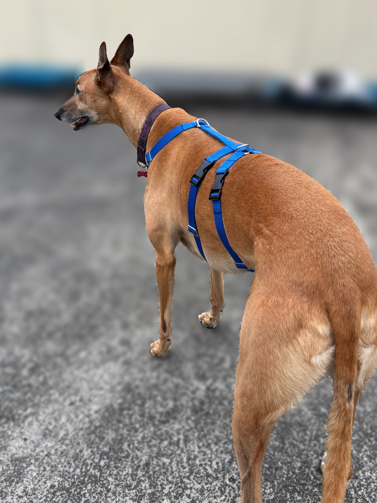 Double Dee harness for the long dogs, no escape design