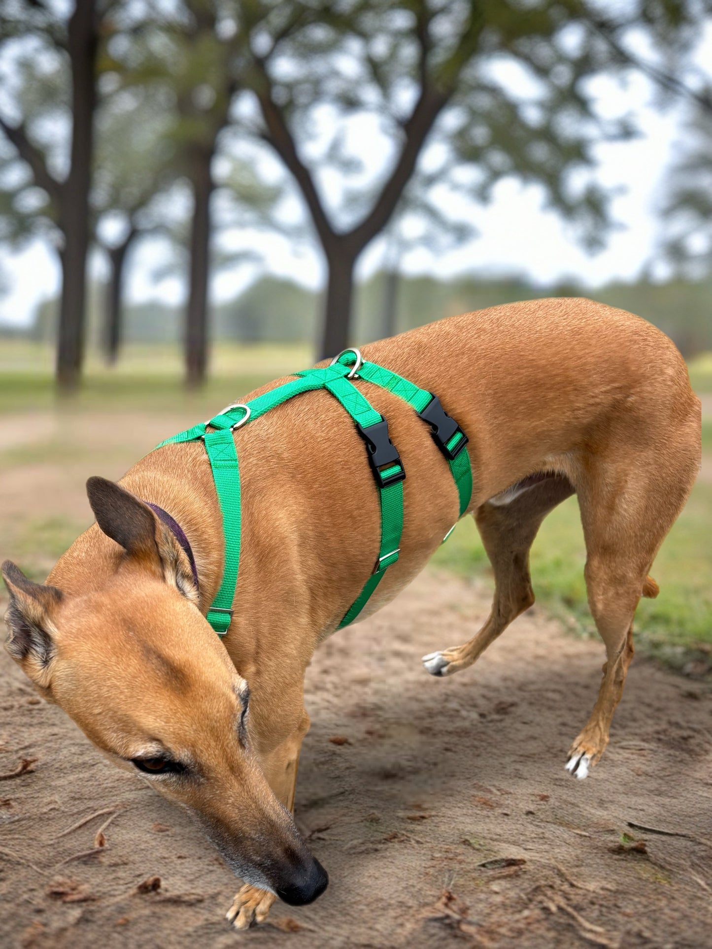 Double Dee harness for the long dogs, no escape design