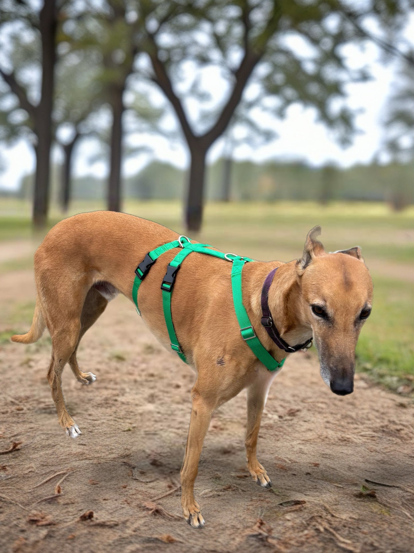 Double Dee harness for the long dogs, no escape design
