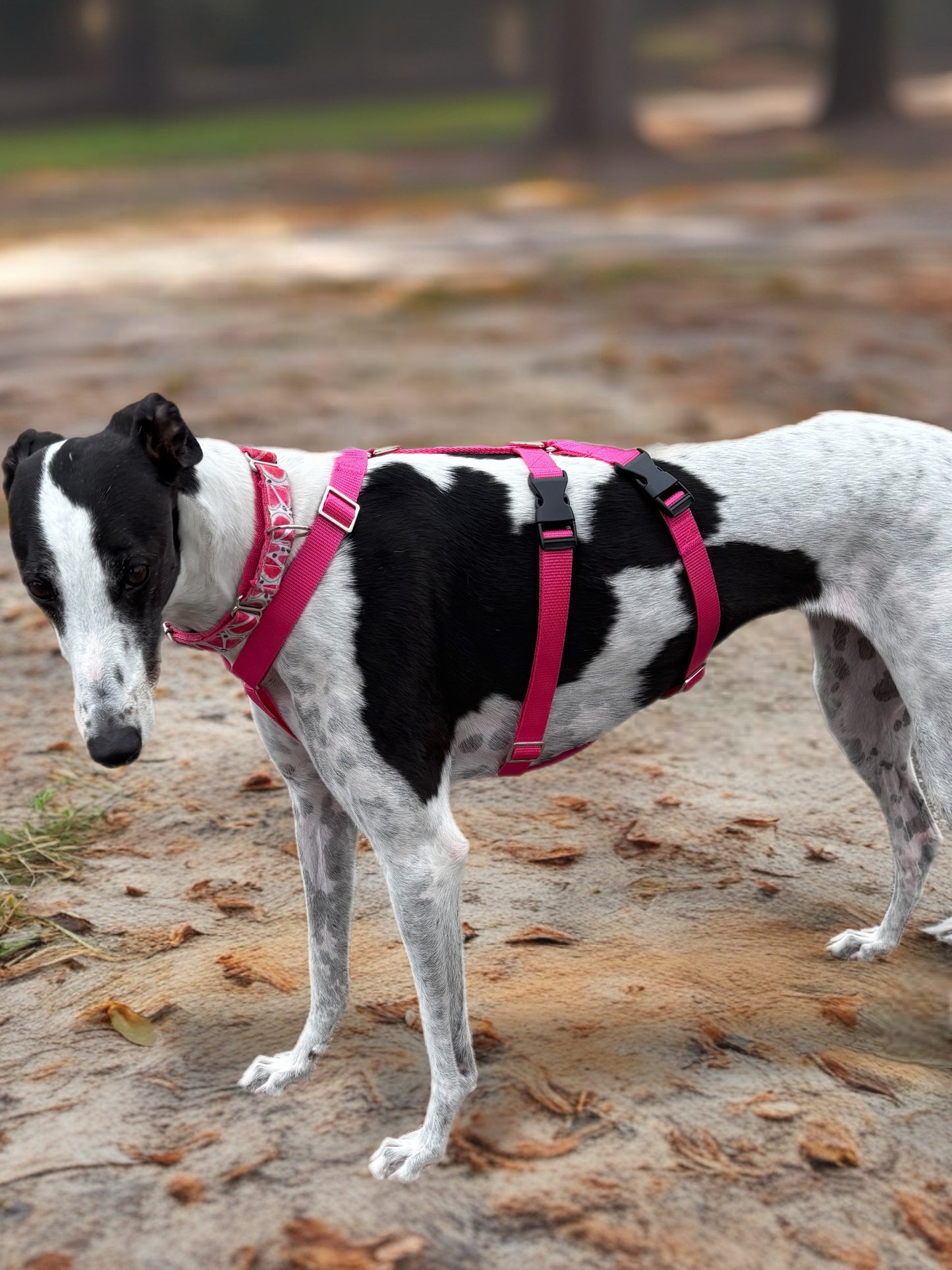 Double Dee harness for the long dogs, no escape design