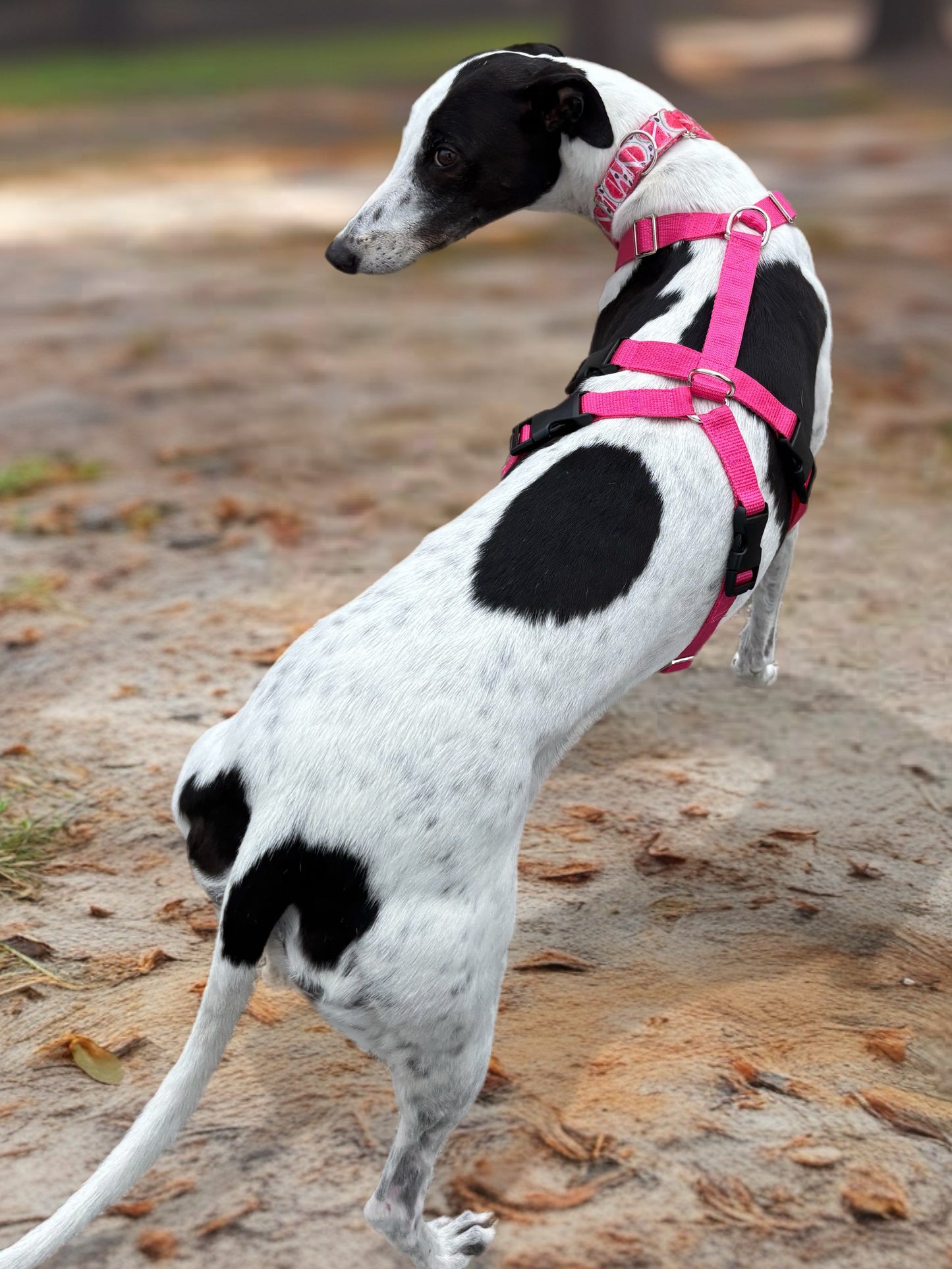 Double Dee harness for the long dogs, no escape design