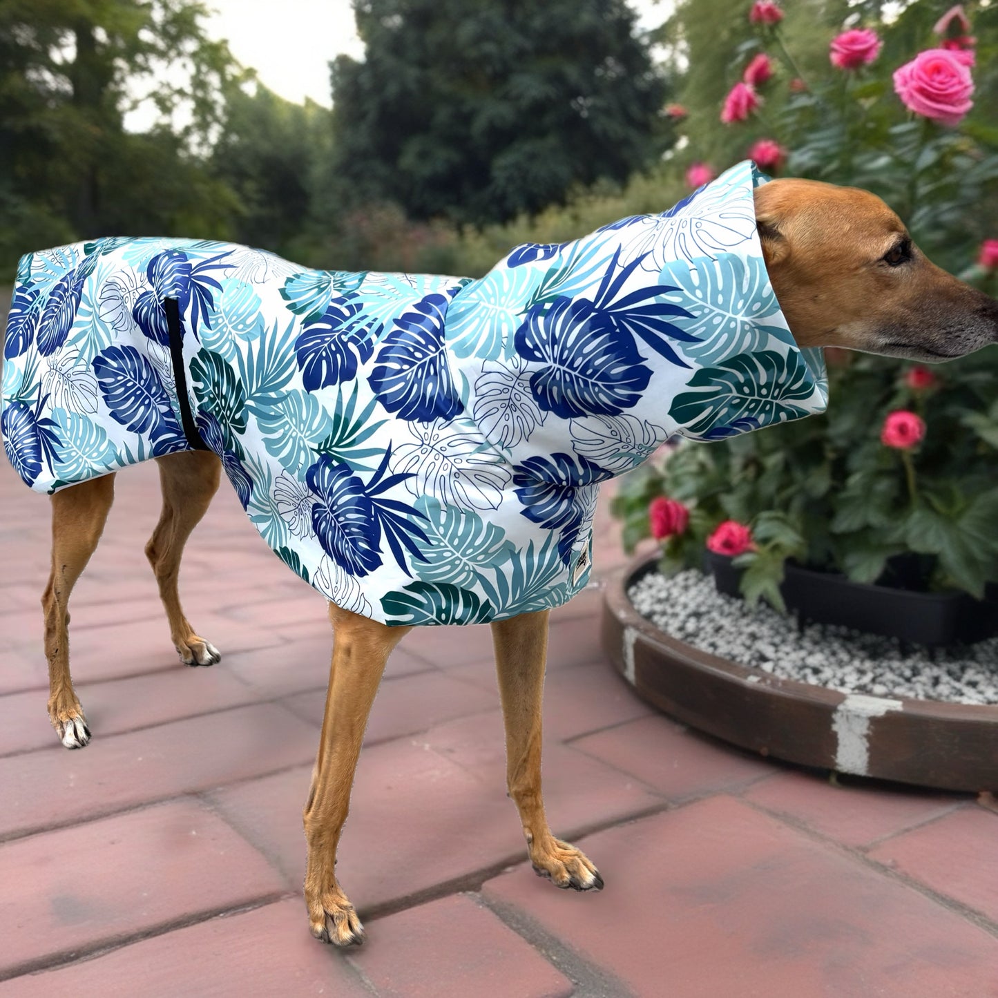 Monstera & seafoam green Greyhound deluxe rainwear, washable (now with optional leash hole)
