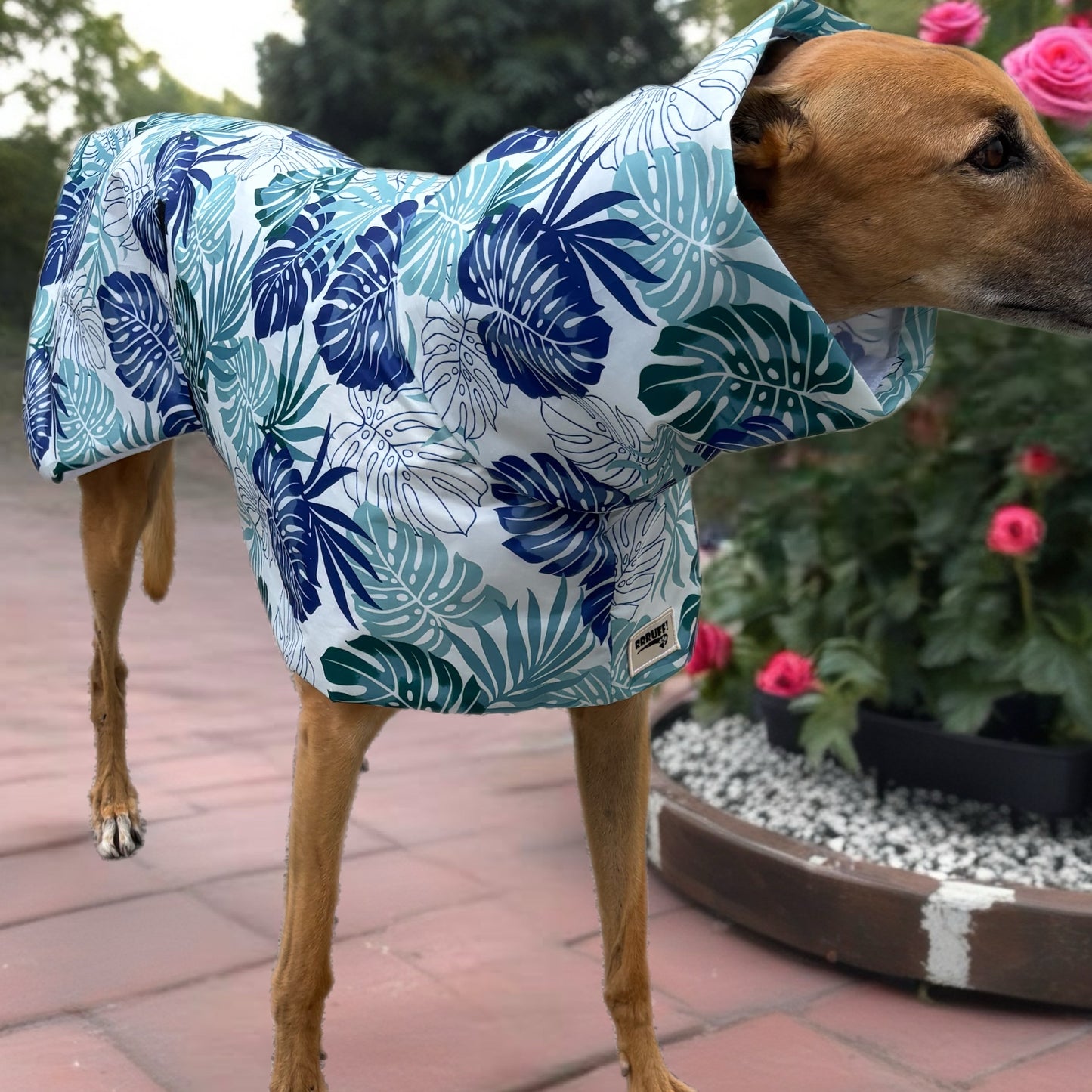 Monstera & seafoam green Greyhound deluxe rainwear, washable (now with optional leash hole)